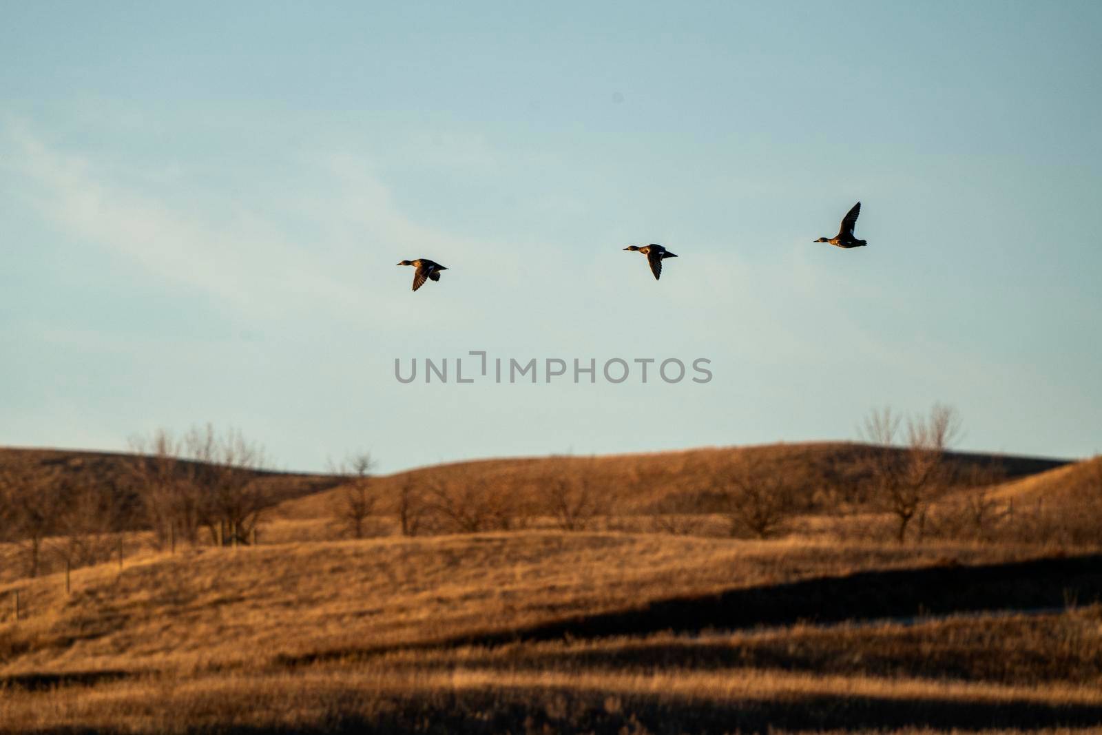 Ducks Flying in Summer Prairie Saskatchewan Canada