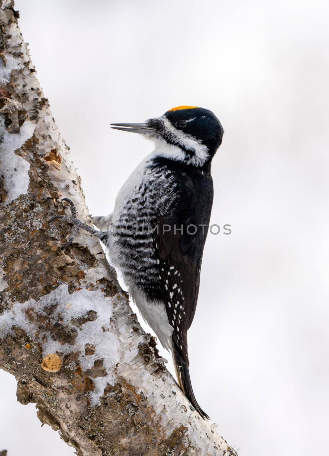 Hairy Woodpecker Canada by pictureguy
