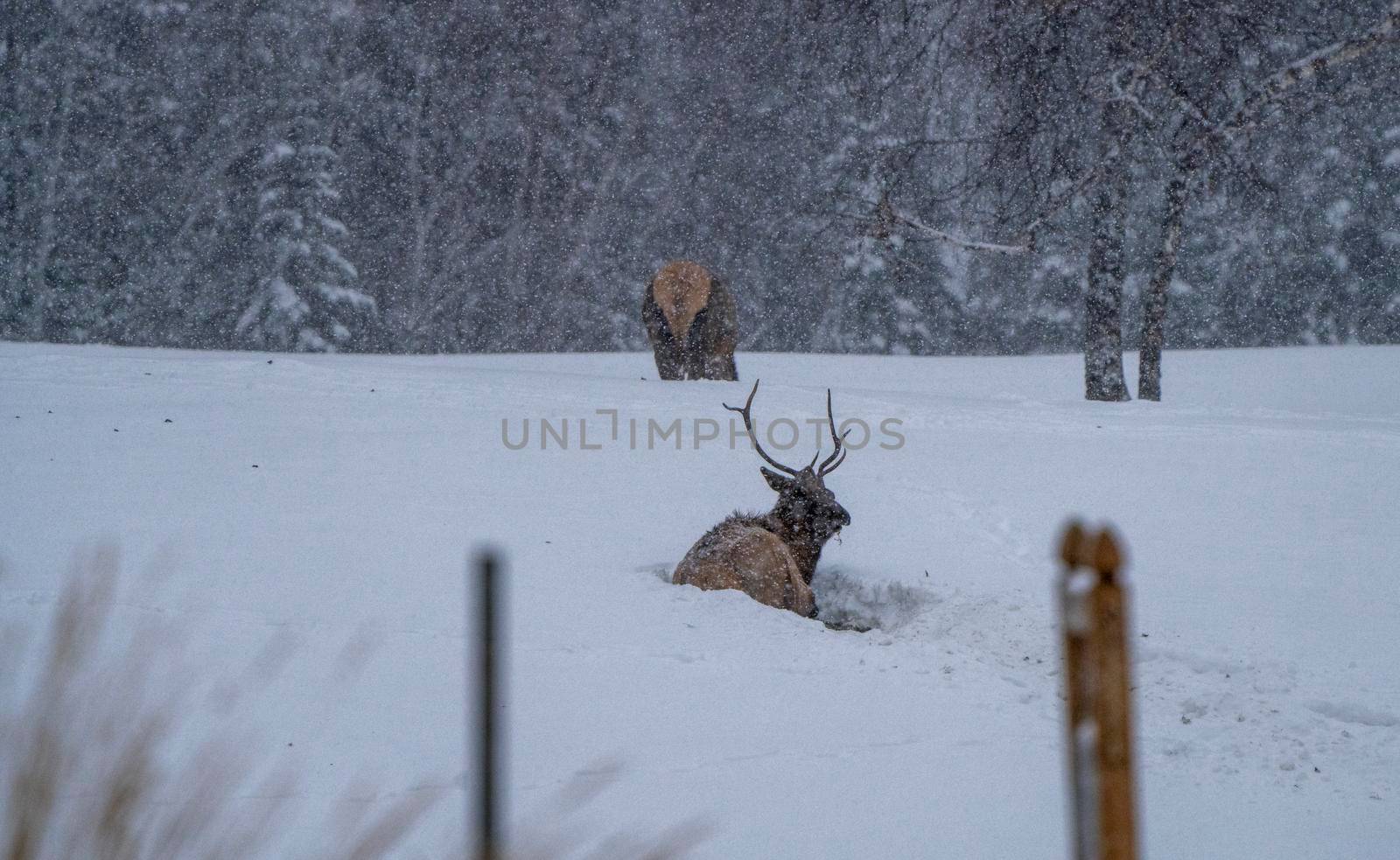 Elk in Winter Canada by pictureguy