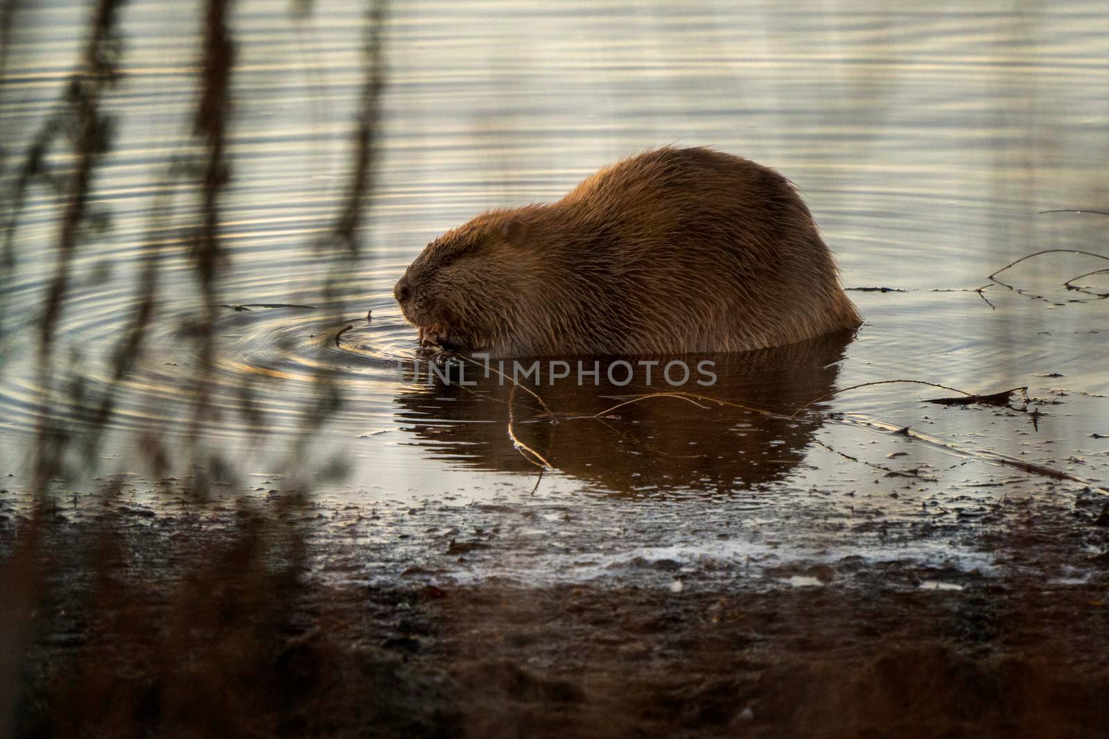 Late Day Beaver in Lake Saskatchewan Canada 