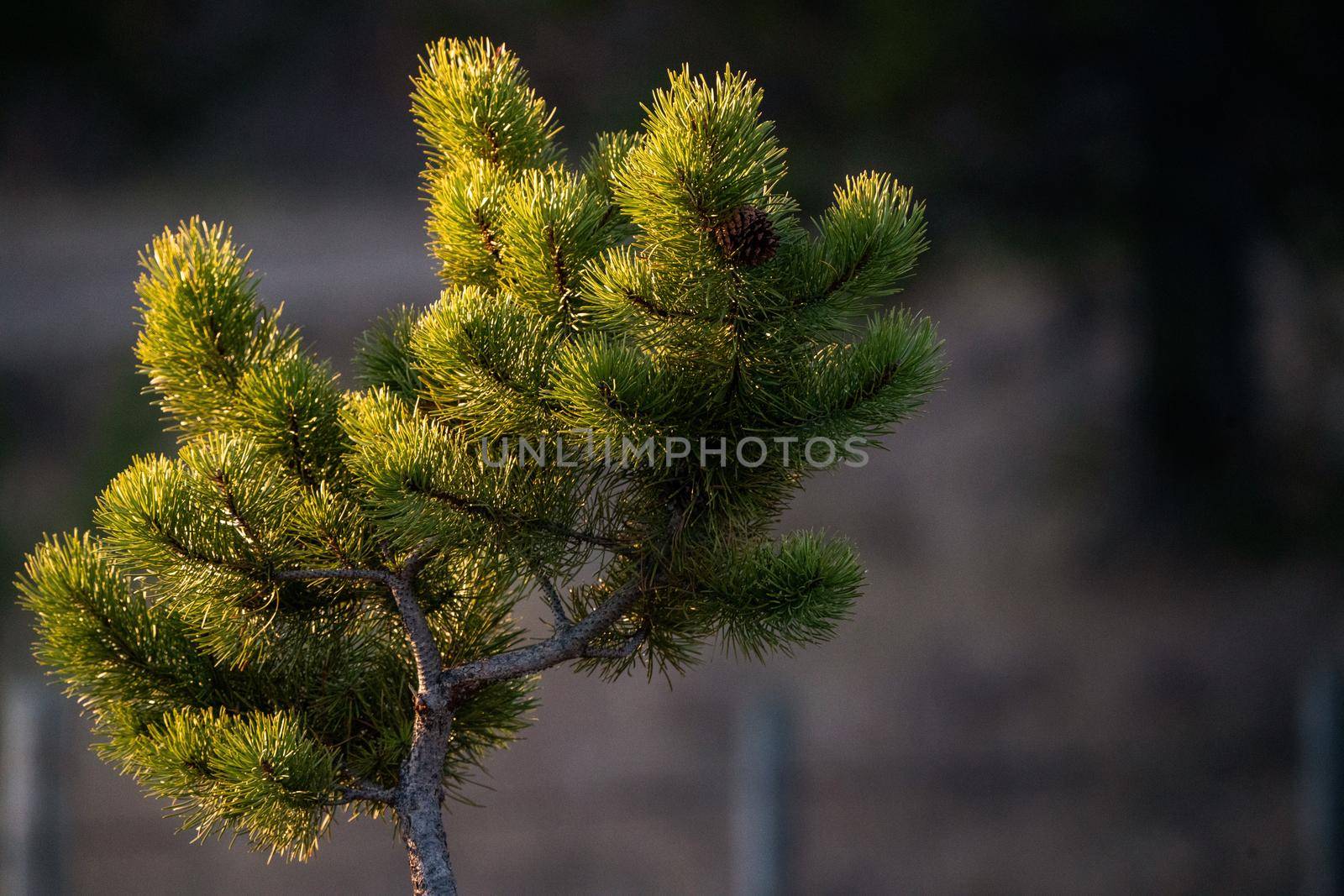 Close up Pine Bough by pictureguy
