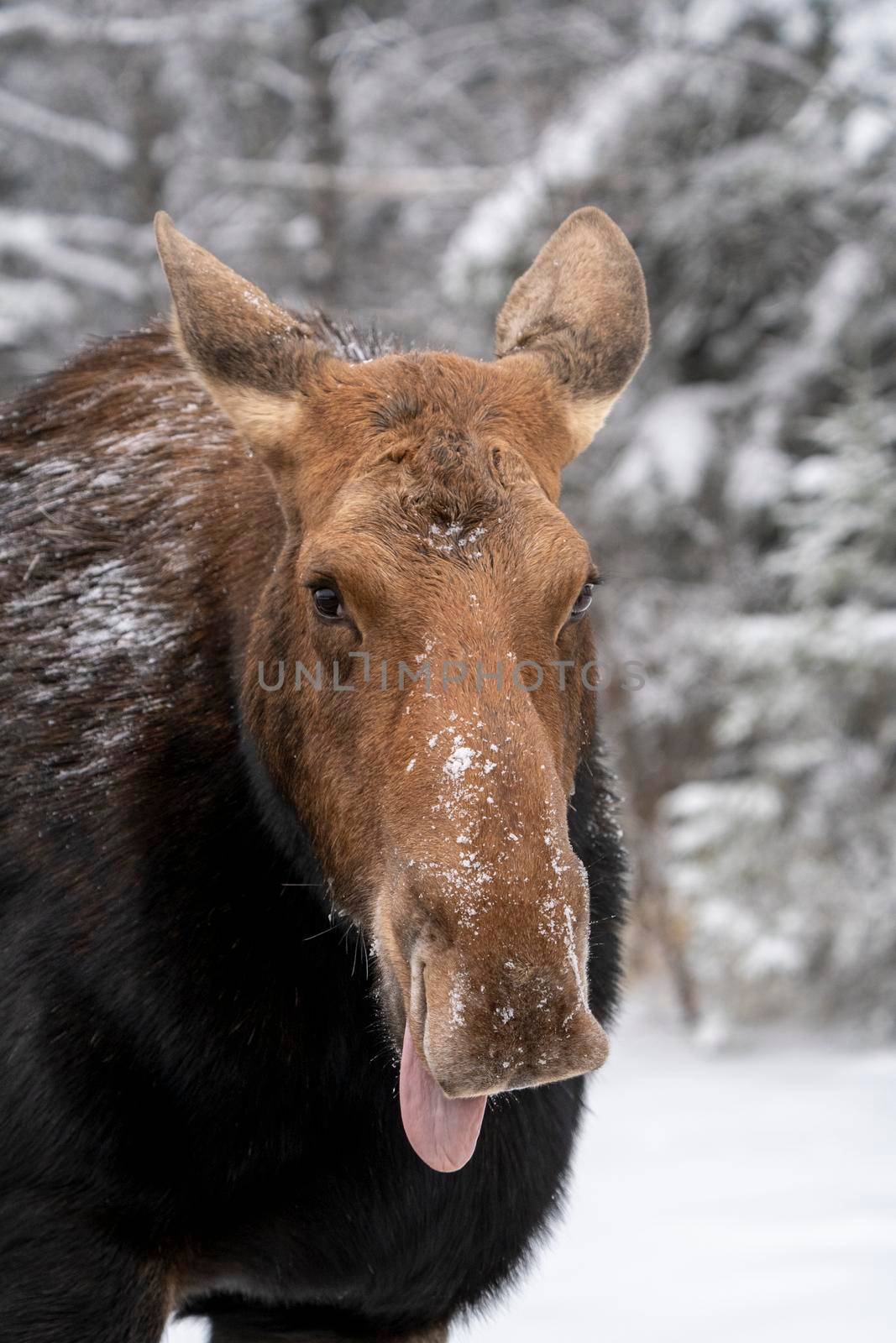 Winter Moose Manitoba by pictureguy