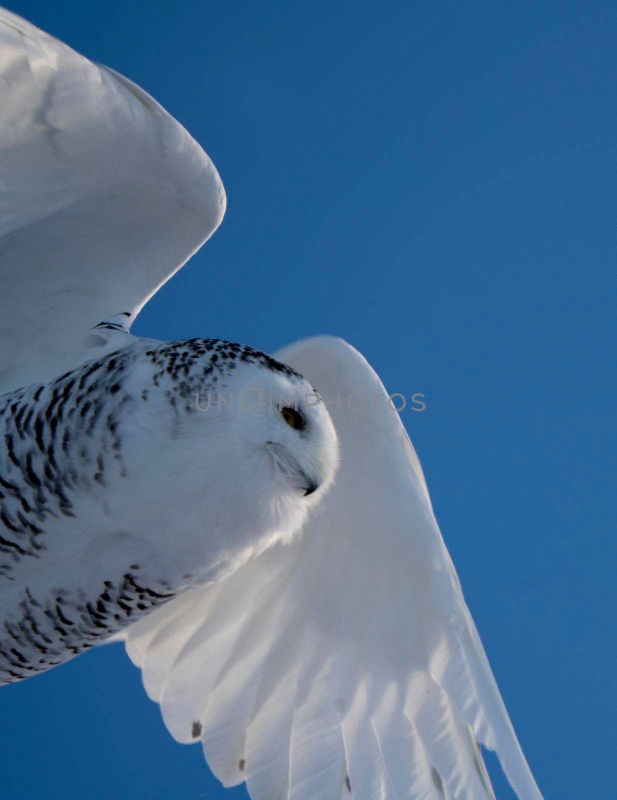 Snowy Owl winter Saskatchewan Canada in flight