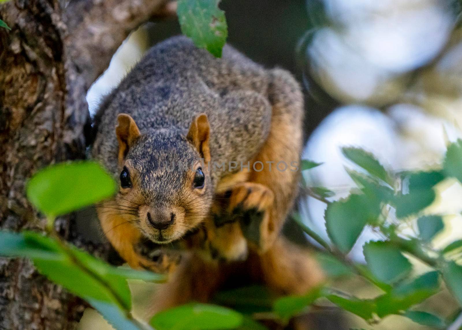 Squirrel in tree close up Saskatchewan Canada Summer