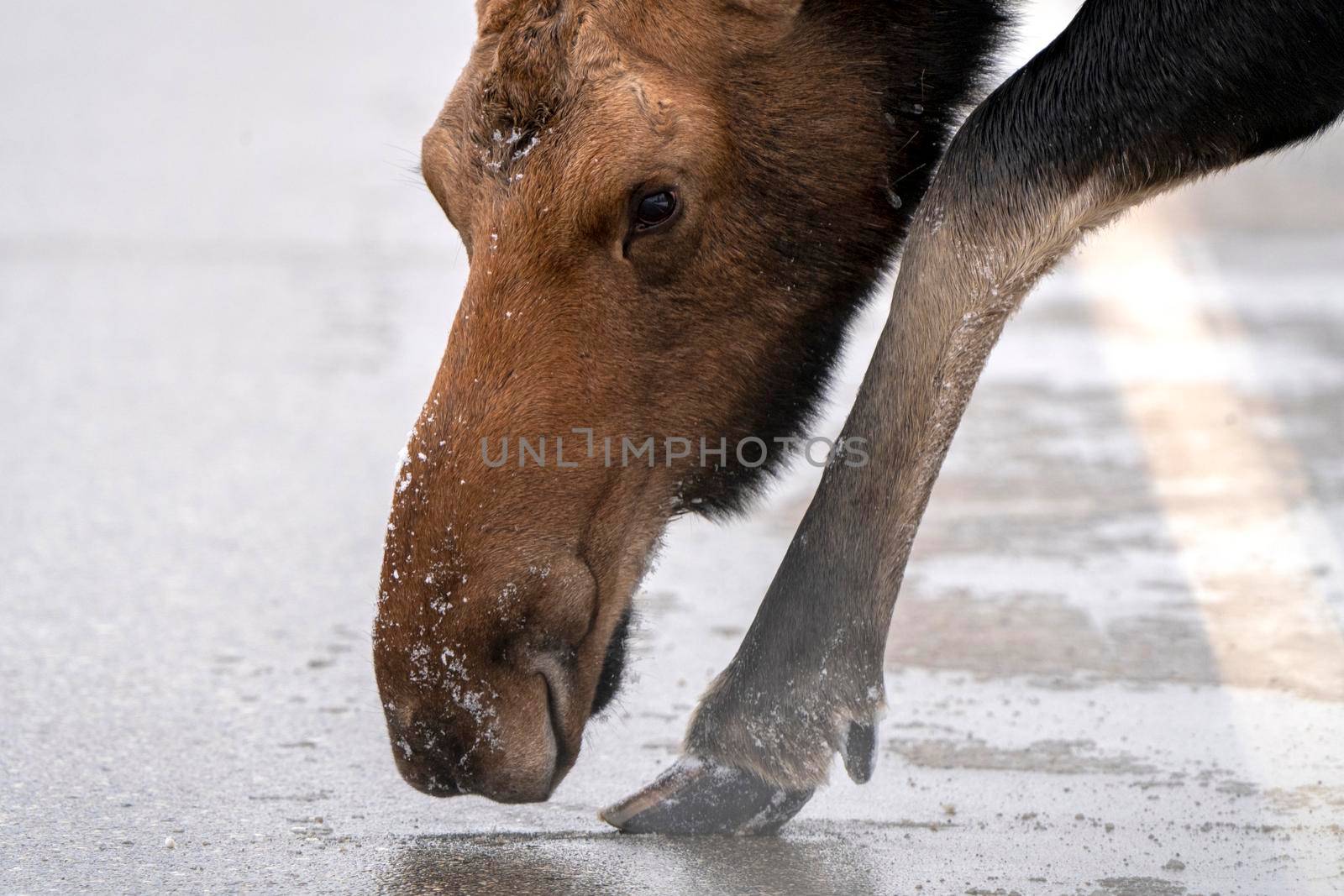 Winter Moose Manitoba by pictureguy
