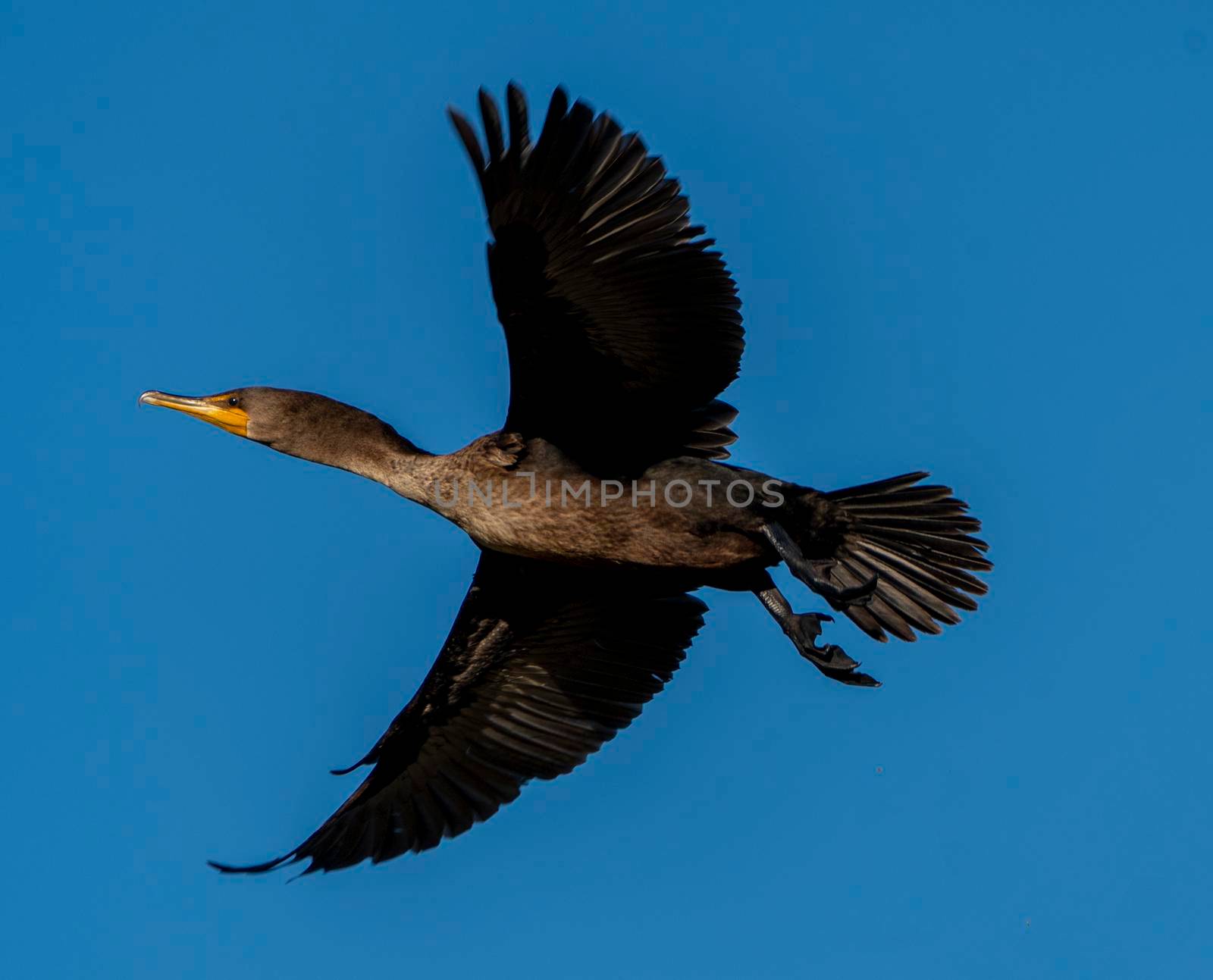 Cormorants in flight by pictureguy