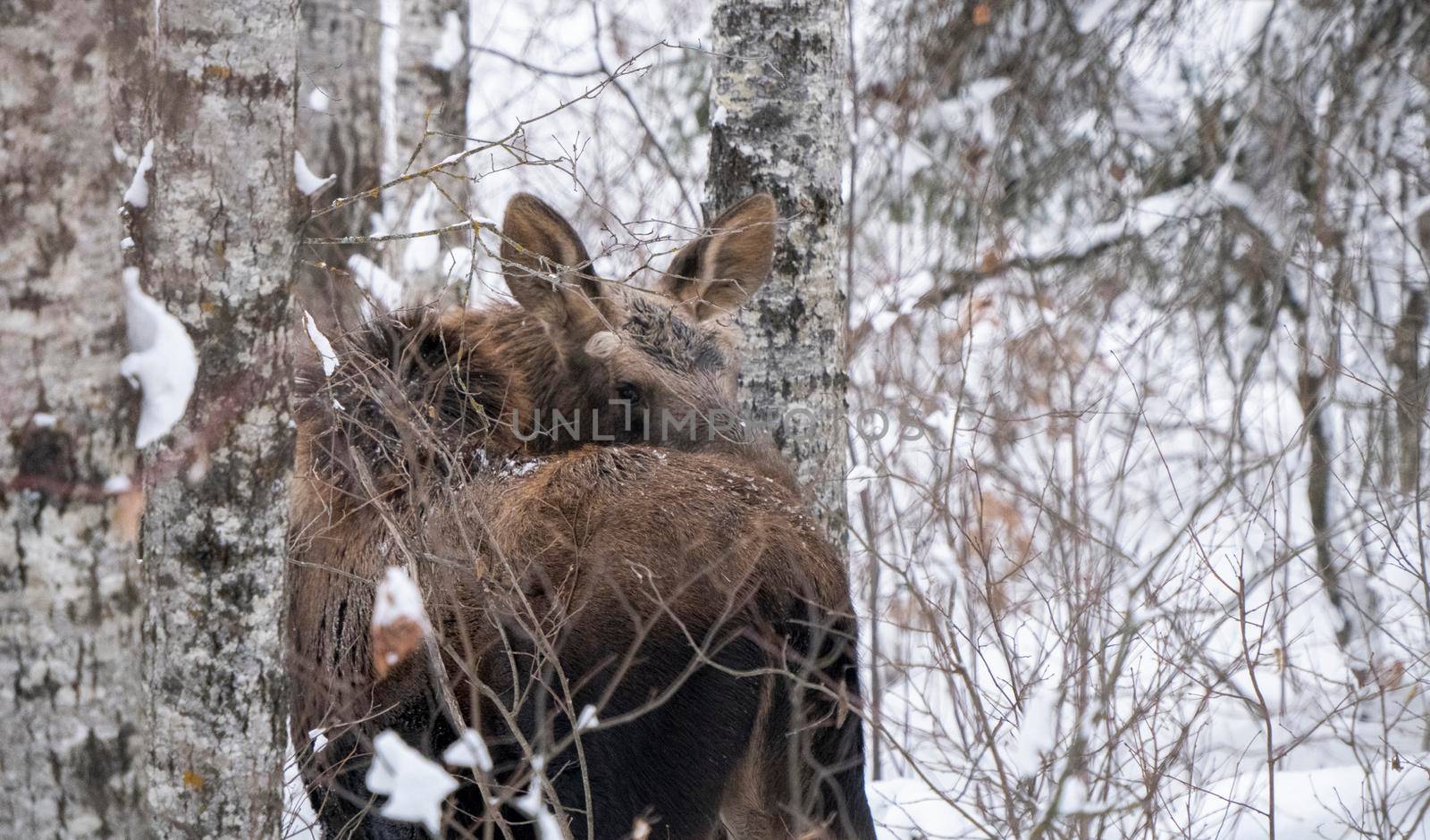 Moose in the Snow in Riding Mountain Provincial Park Canada