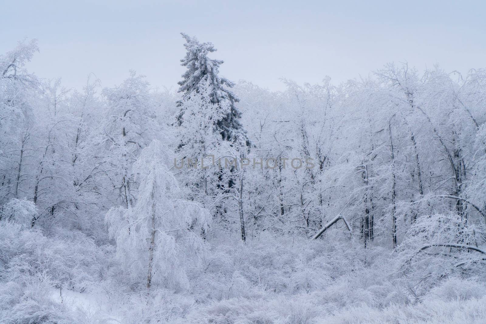 Winter Scene Manitoba by pictureguy