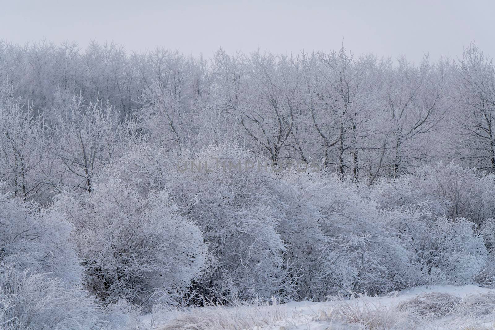 Winter Scene Manitoba by pictureguy
