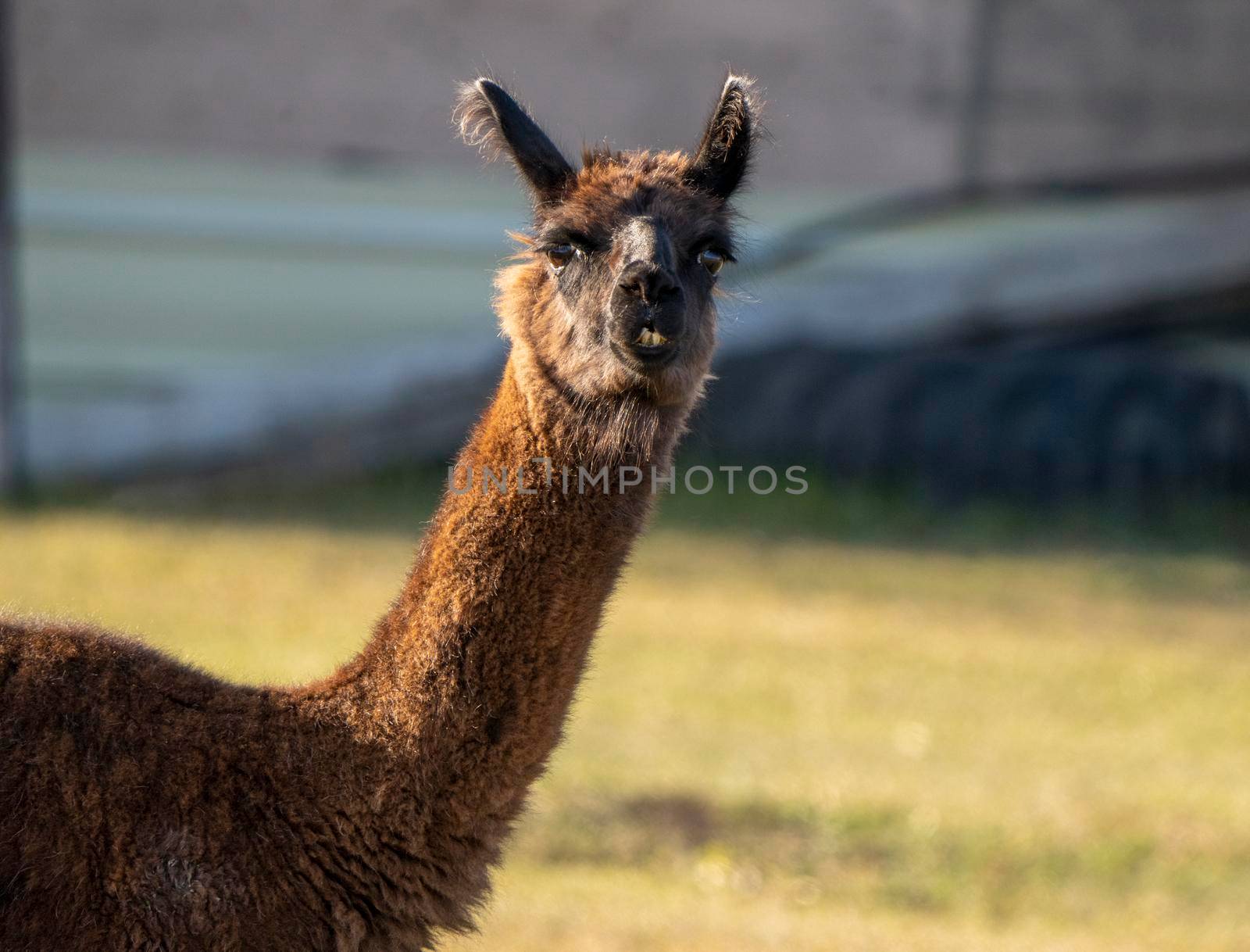 Close Up LLama by pictureguy