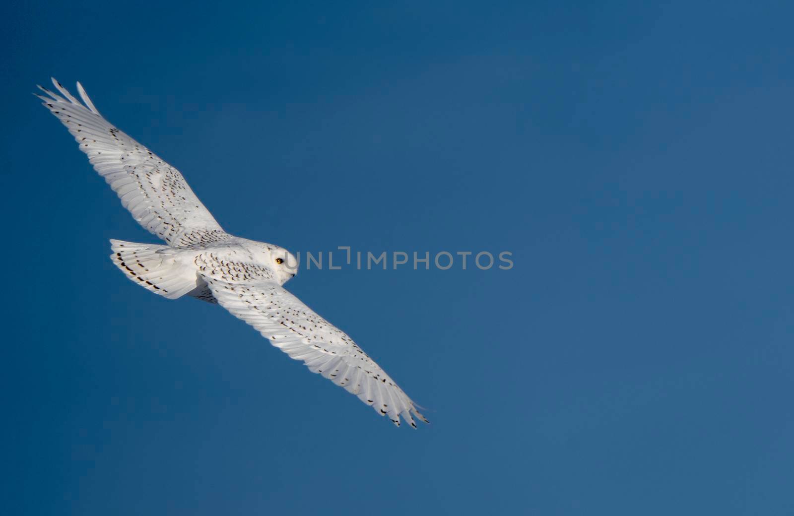 Snowy Owl Canada by pictureguy