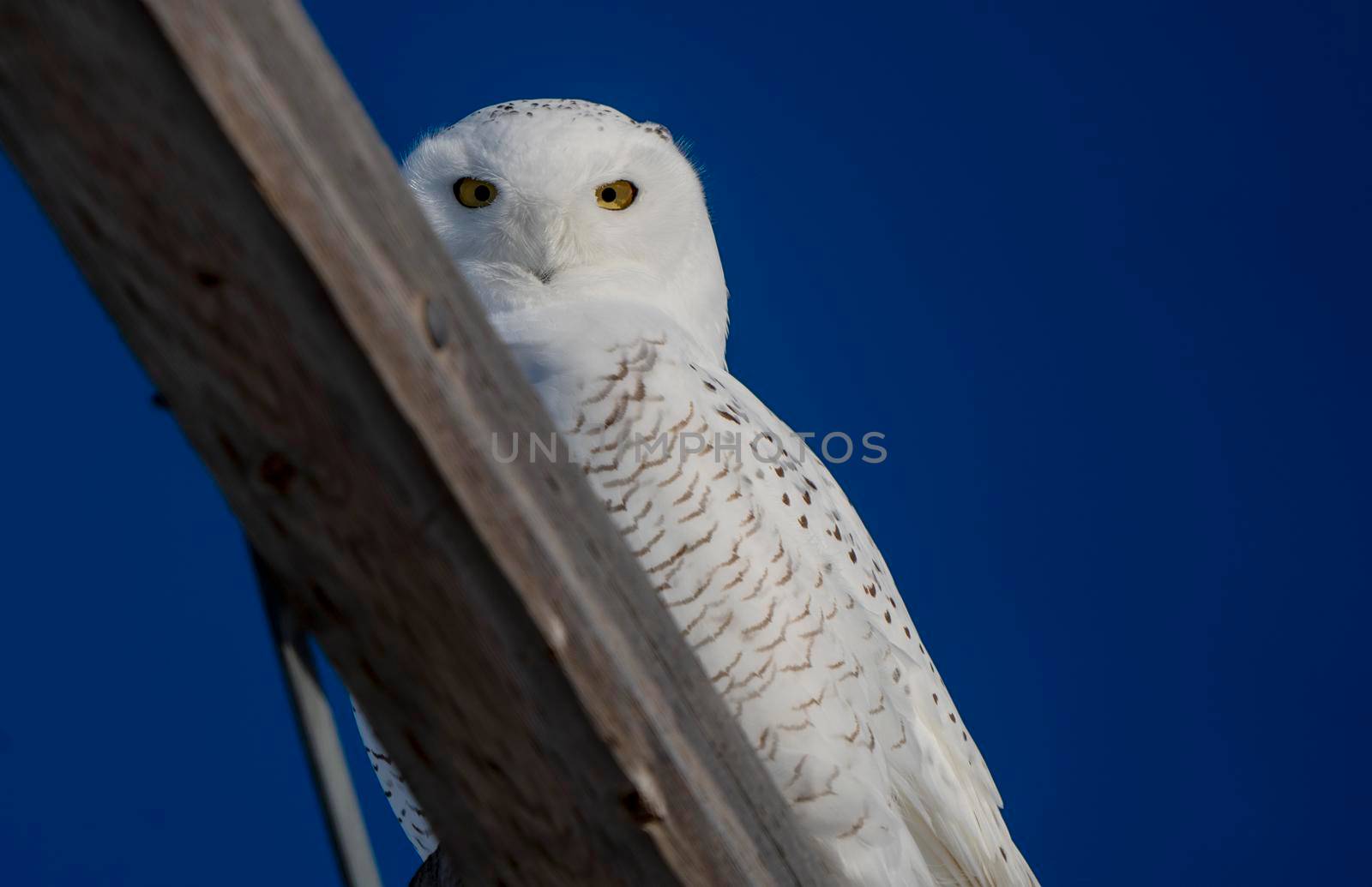 Snowy Owl Canada by pictureguy