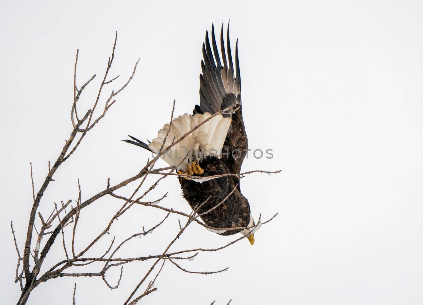 Bald Eagle in Flight by pictureguy