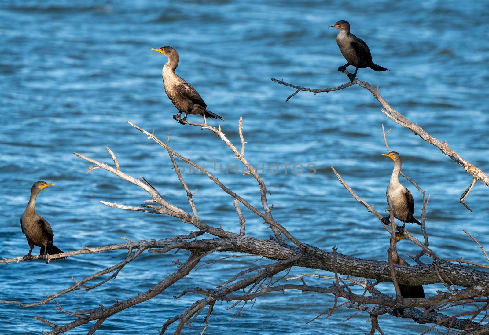 Cormorants in Tree by pictureguy