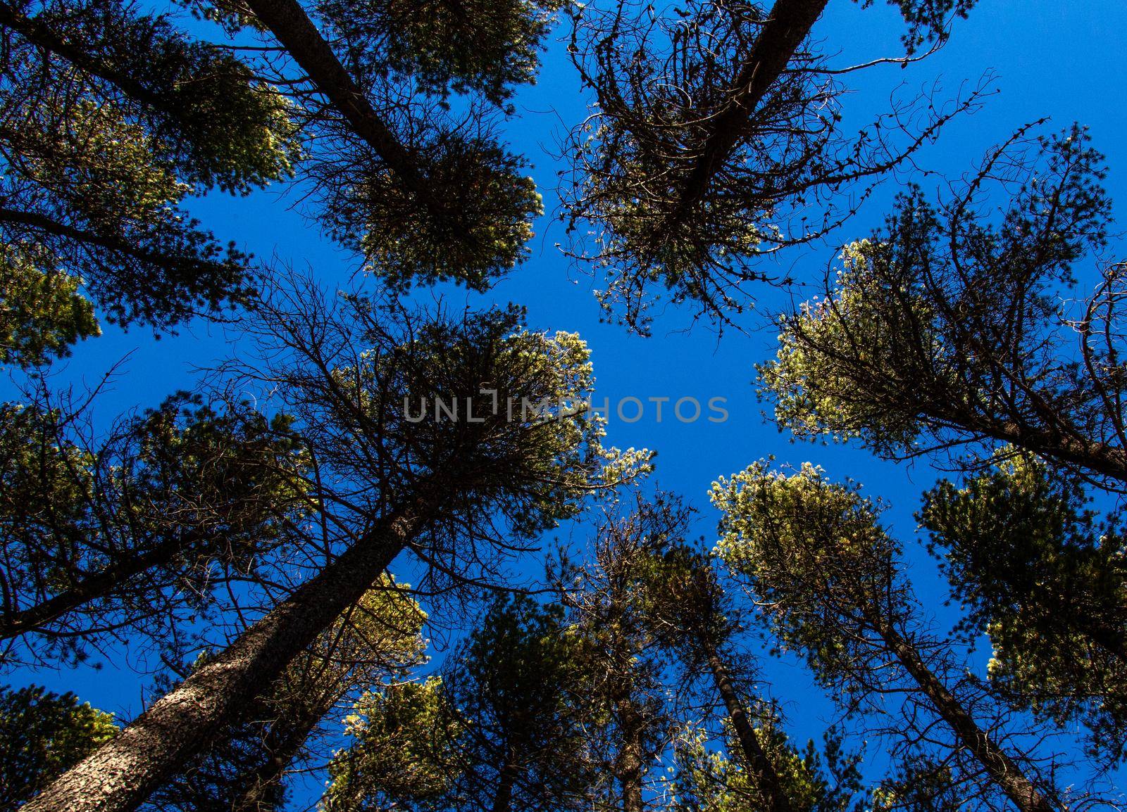 Lodgepole Pines Canada by pictureguy