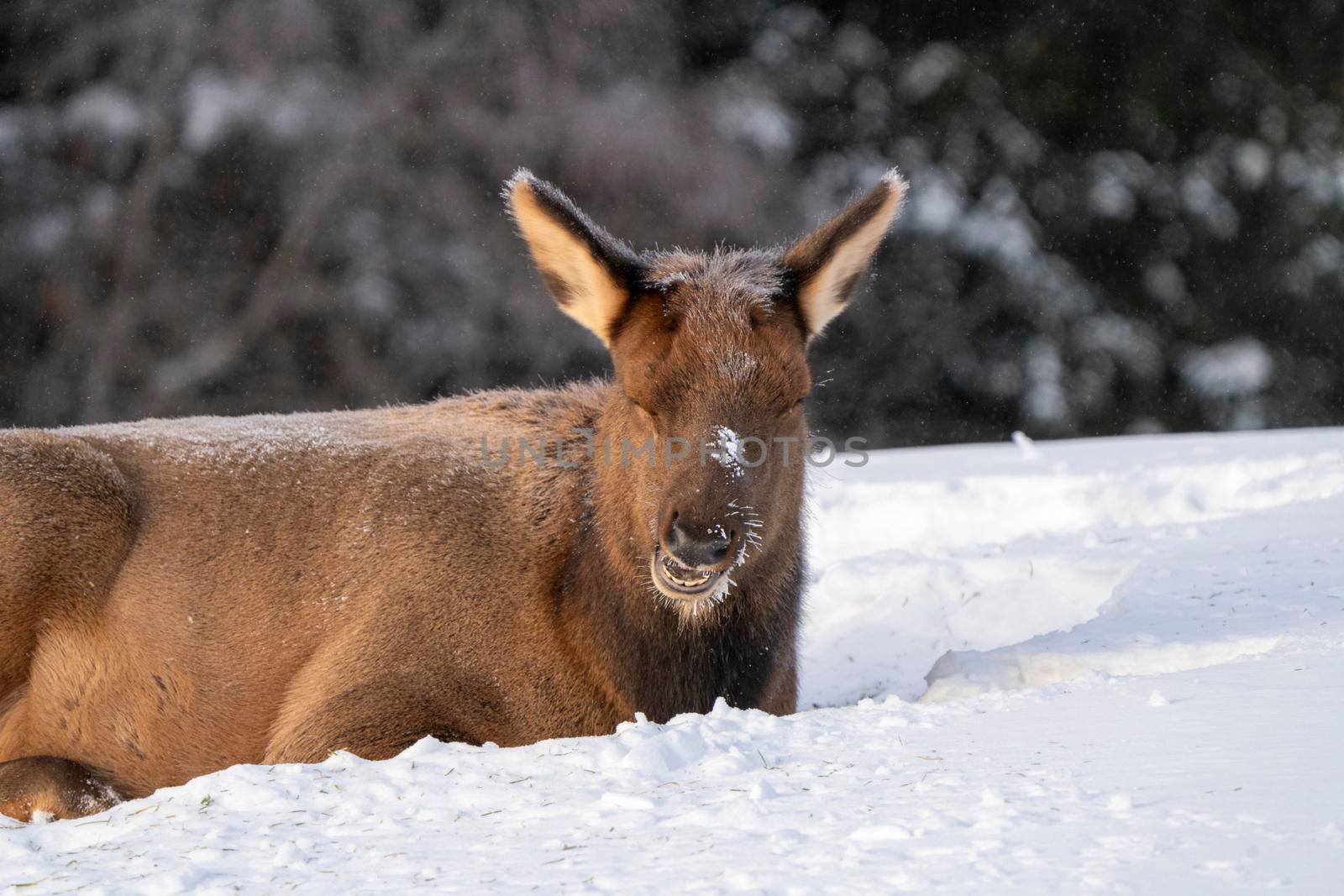 Elk in Winter Canada by pictureguy