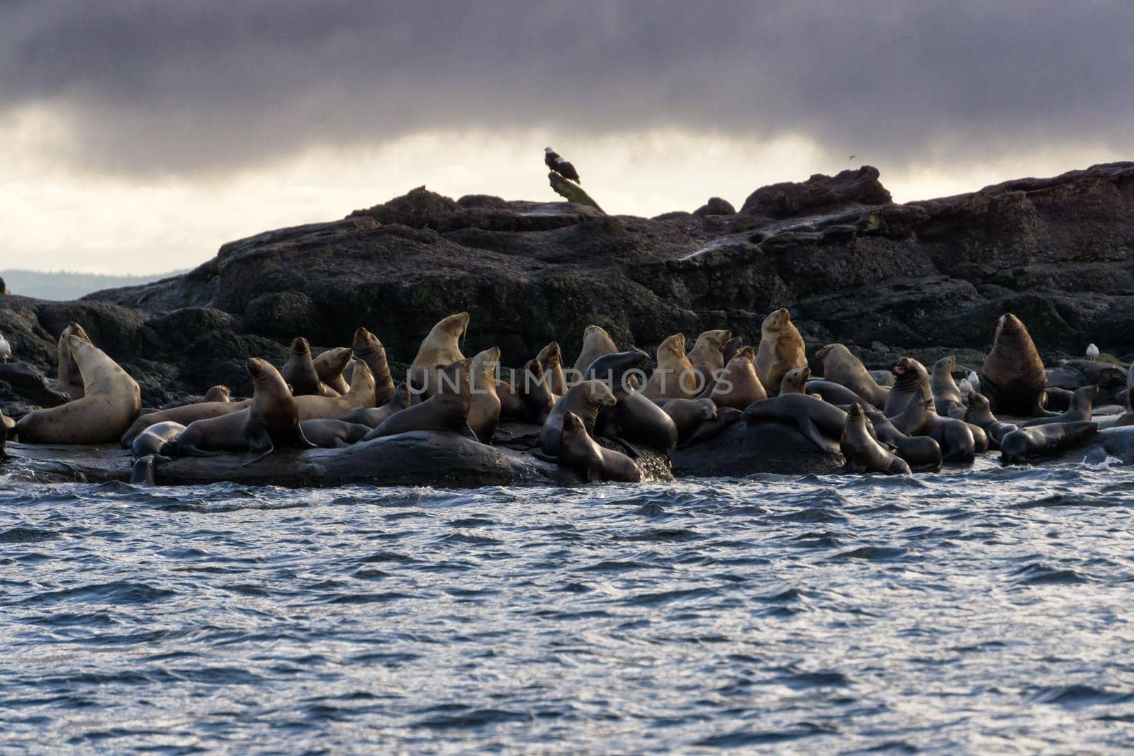 Sea Lions sitting on a rock island during a winter morning by edb3_16