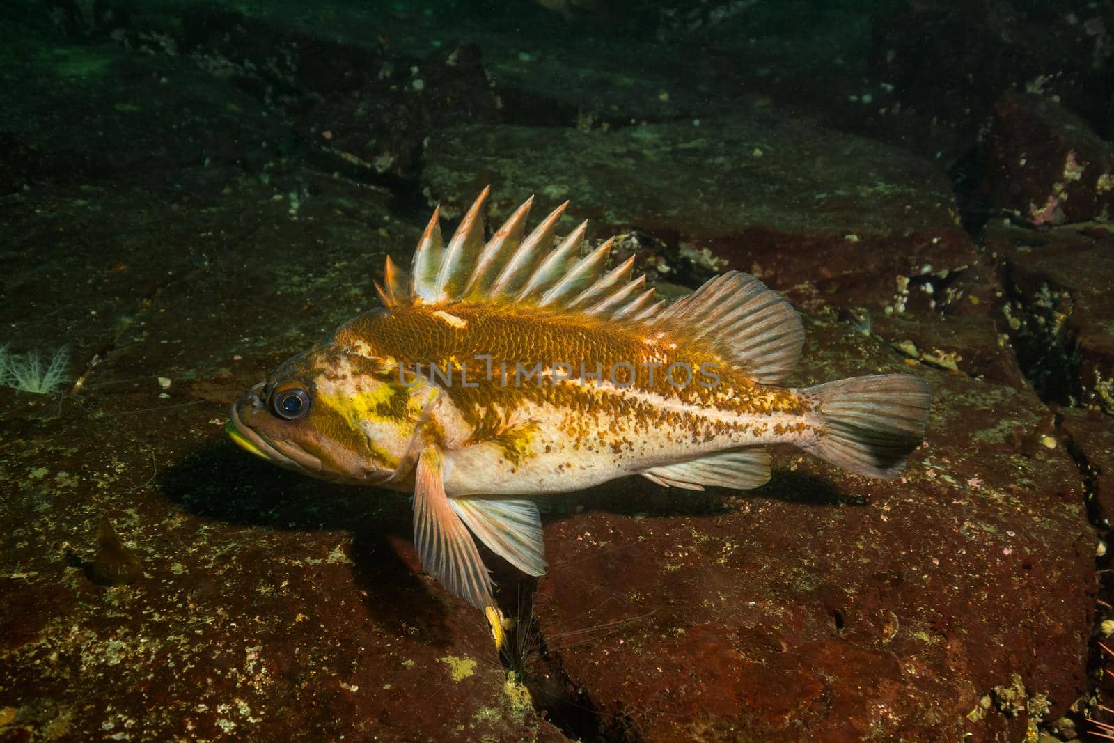 Rockfish at the bottom of the Pacific Ocean floor. Picture taken near Honrby Island, British Columbia, Canada.