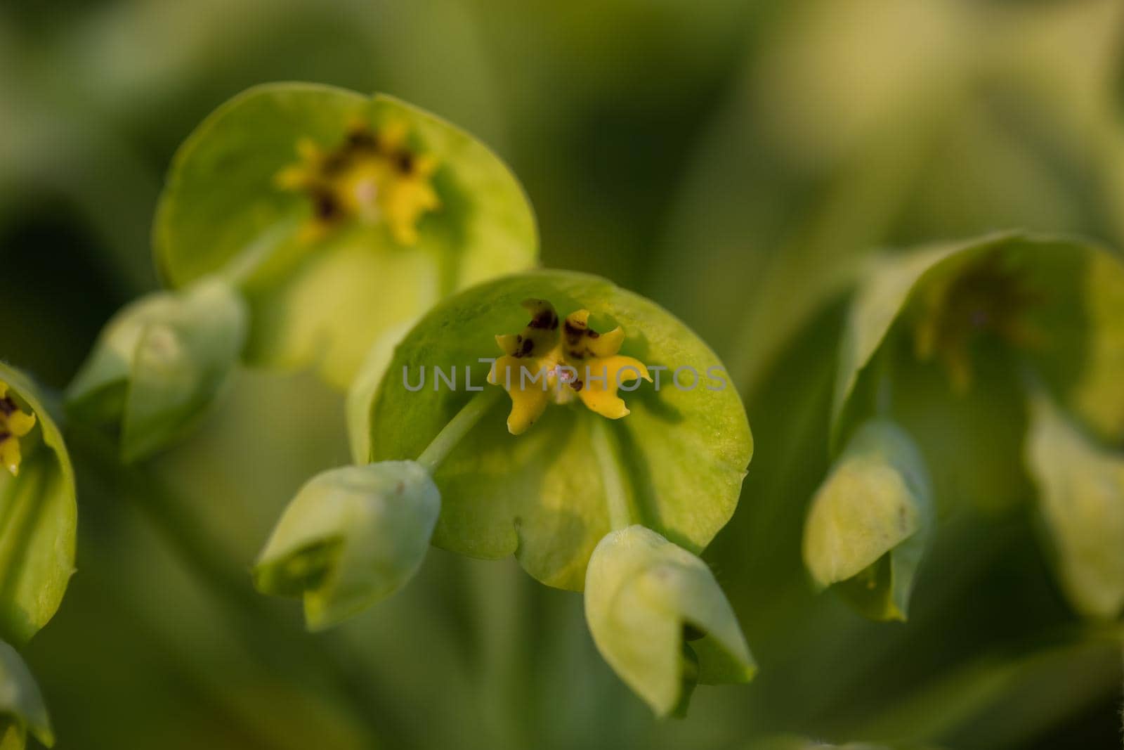Close up macro picture of green flowers blossoming during spring time.