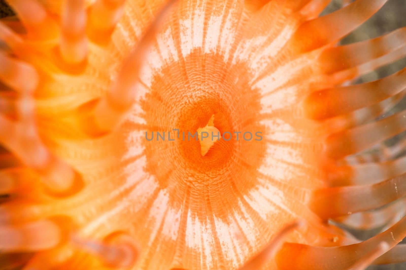 Macro Picture of a Swimming Anemone in Pacific Northwest Ocean. Picture taken in Whytecliff Park, West Vancouver, British Columbia, Canada.
