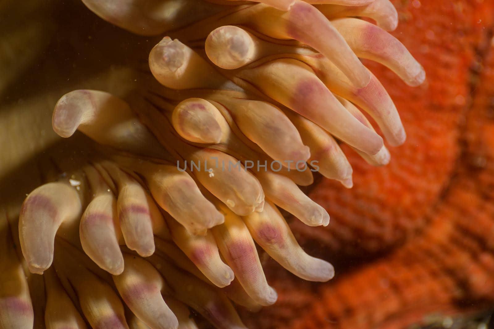 Macro Picture of a Swimming Anemone in Pacific Northwest Ocean by edb3_16