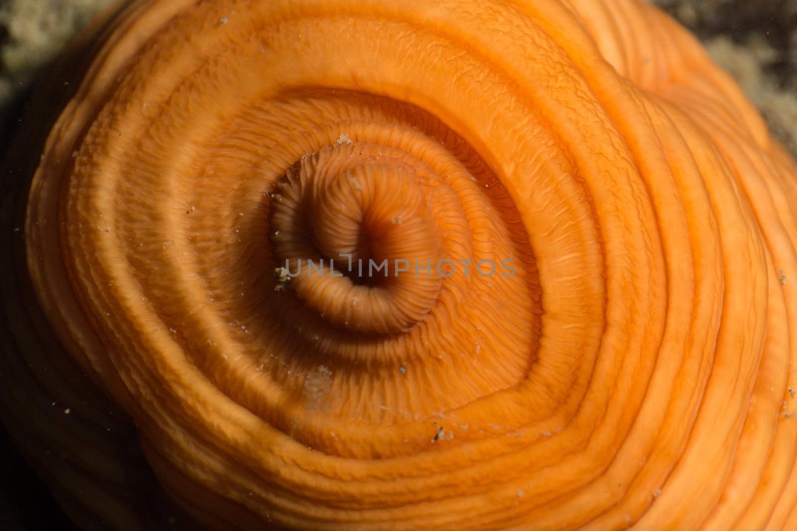 Orange Plumose Anemone Underdevelopment