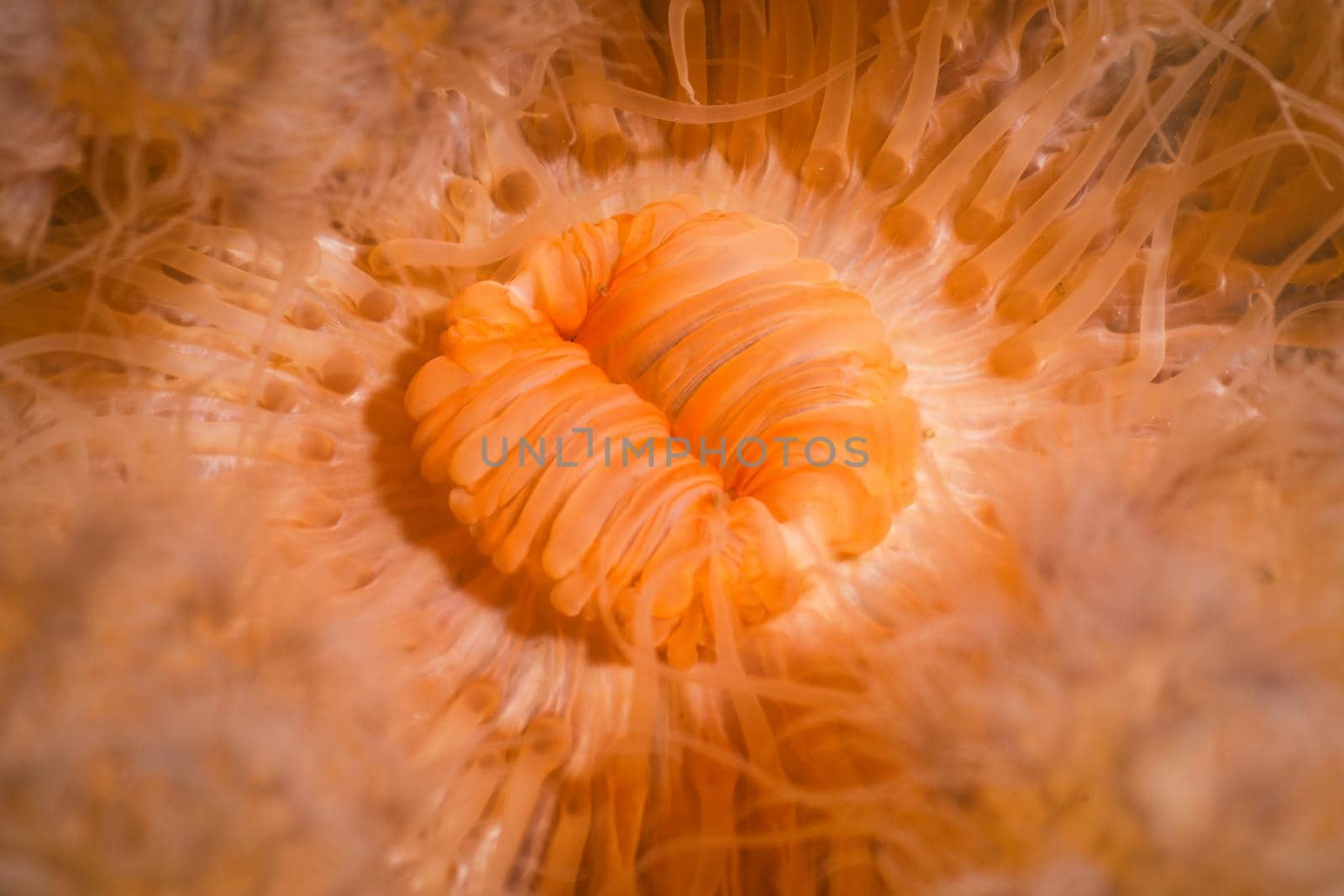 Macro Picture of Orange Plumose Anemone in Pacific Northwest Ocean by edb3_16