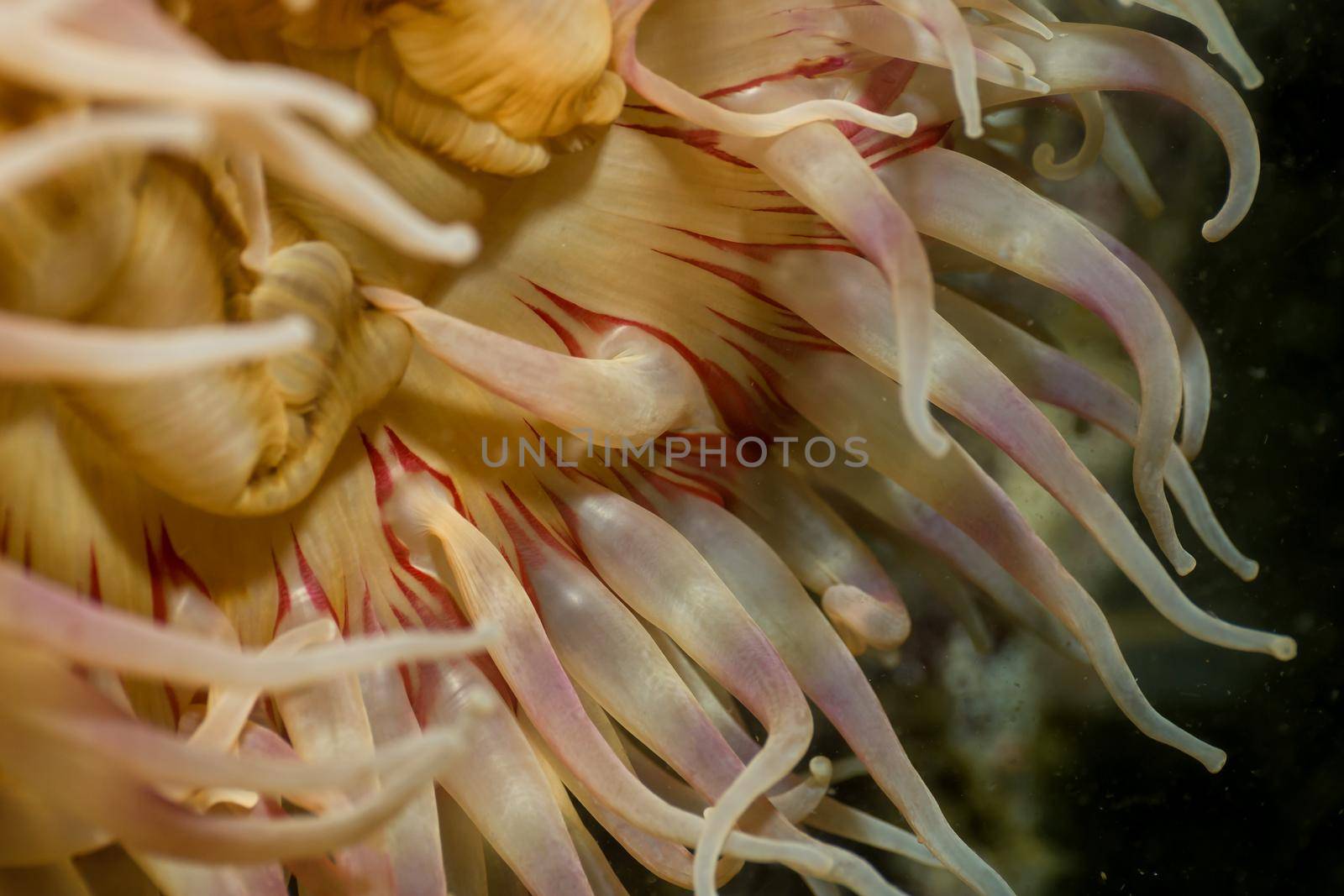 Underwater macro picture of a colorful anemone. Taken at Coopers Green, Sunshine Coast, British Columbia, Canada.