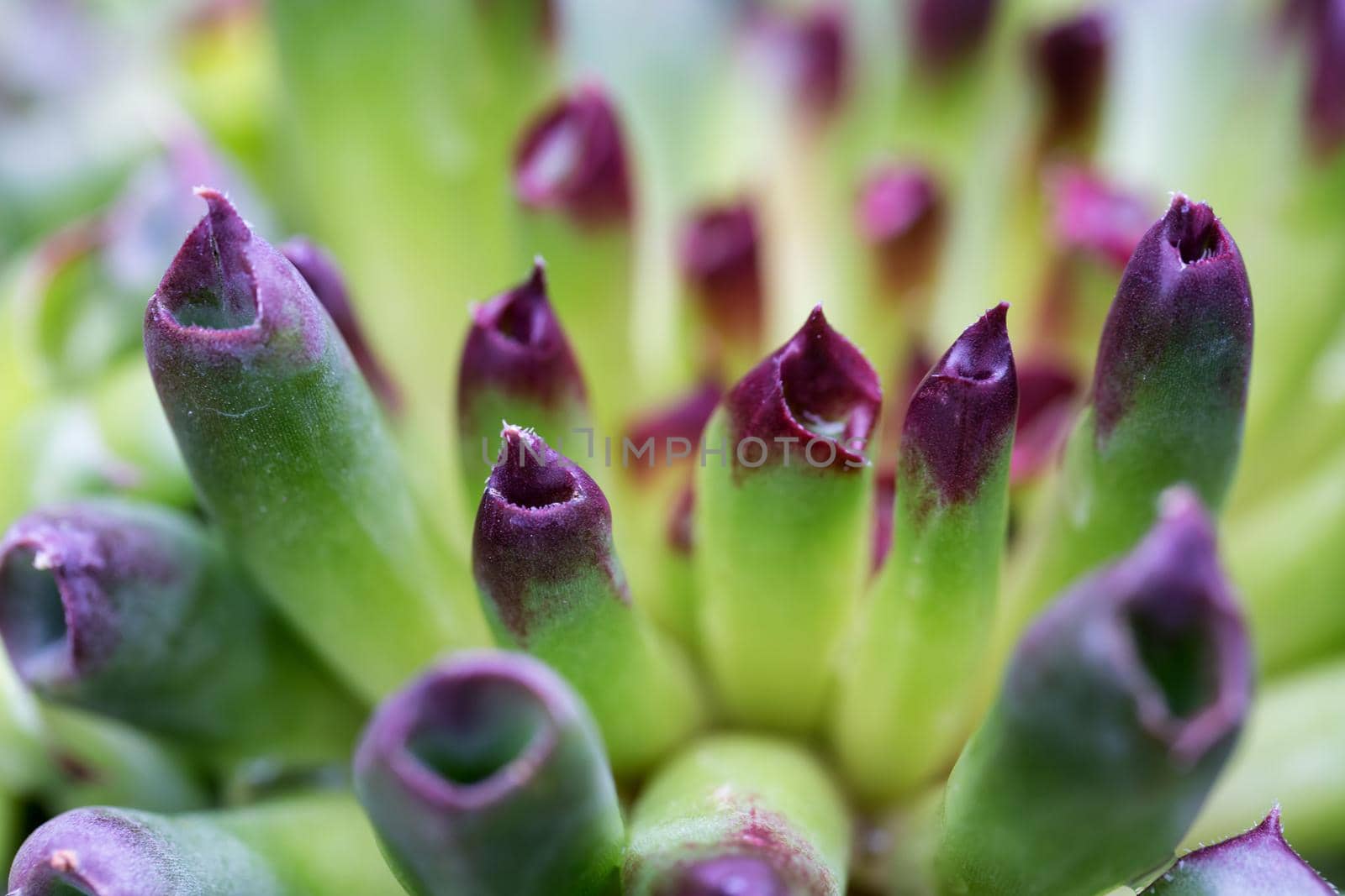 Macro picture of Oddity Hens and Chicks. by edb3_16