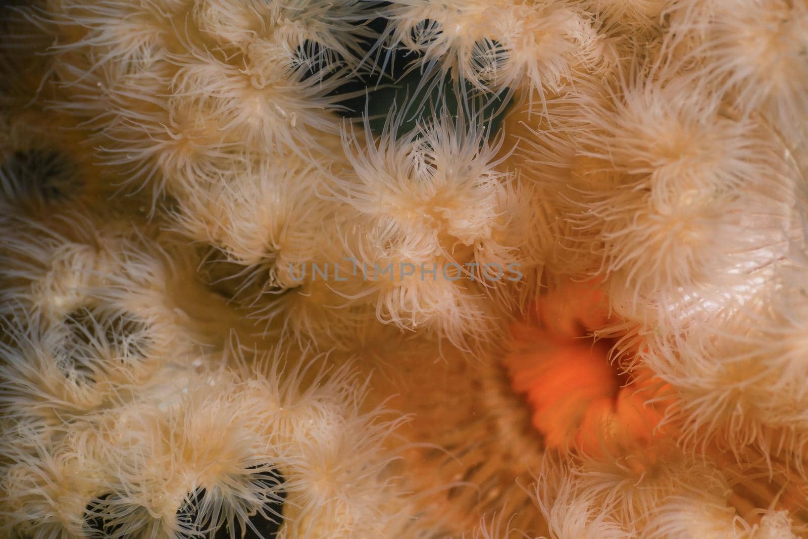 Macro Picture of Orange Plumose Anemone in Pacific Northwest Ocean. by edb3_16
