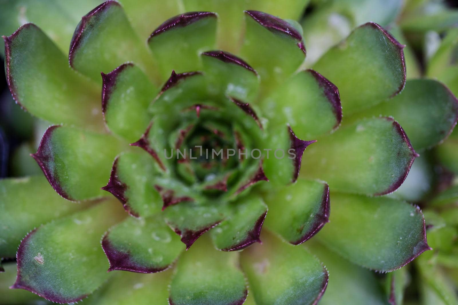 Macro picture of Sunset Hens & Chicks. Taken during spring time.