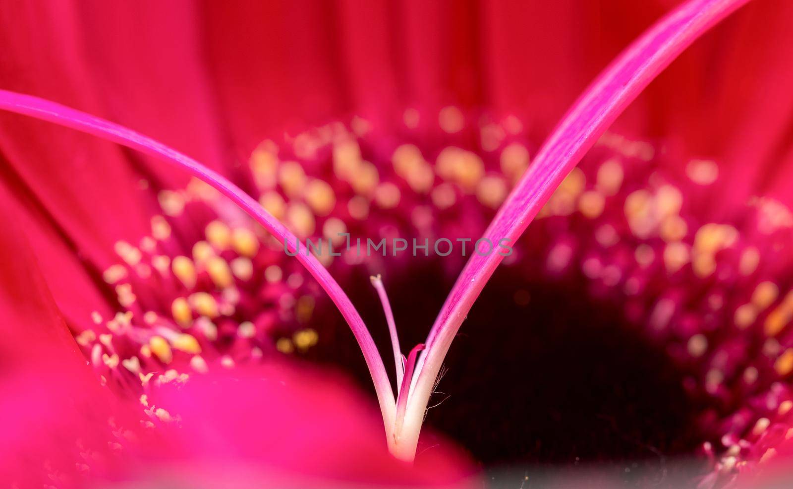 Gerbera Macro Close Up pink flower natural light