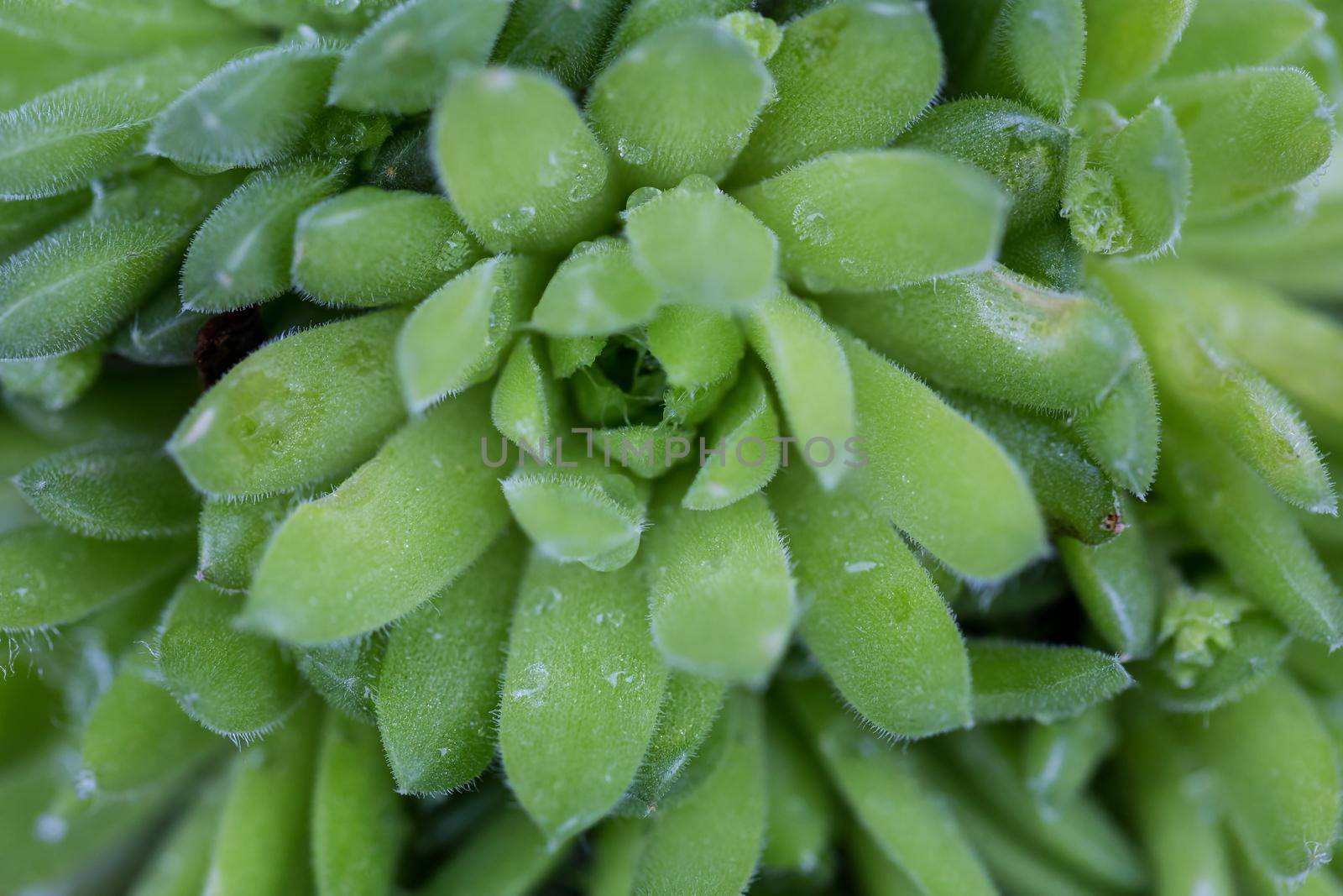Macro Picture of Red Nails Hens and Chicks (Sempervivum) Flower during Spring Season.