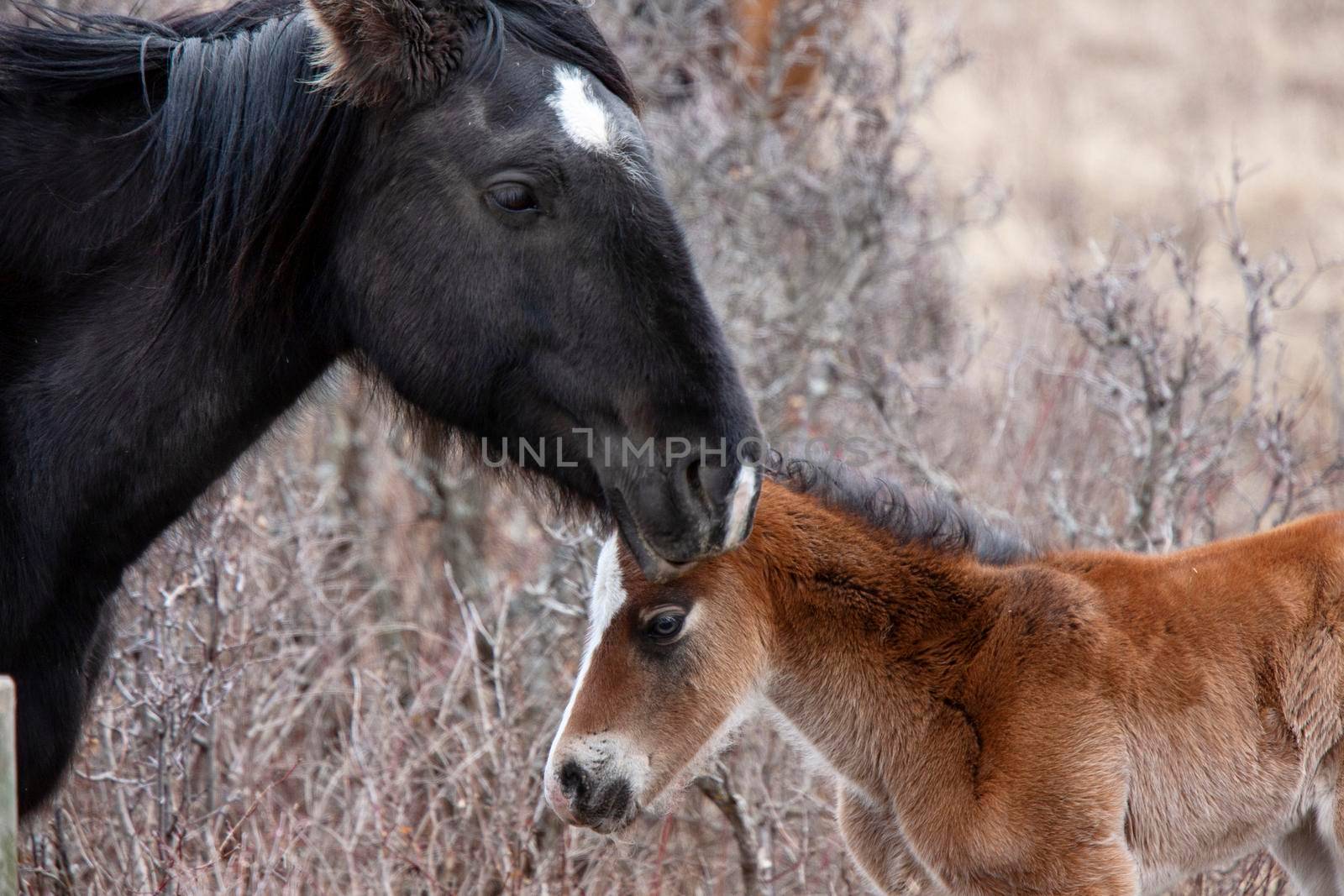 Prairie Horses Saskatchewan in field spring colt 