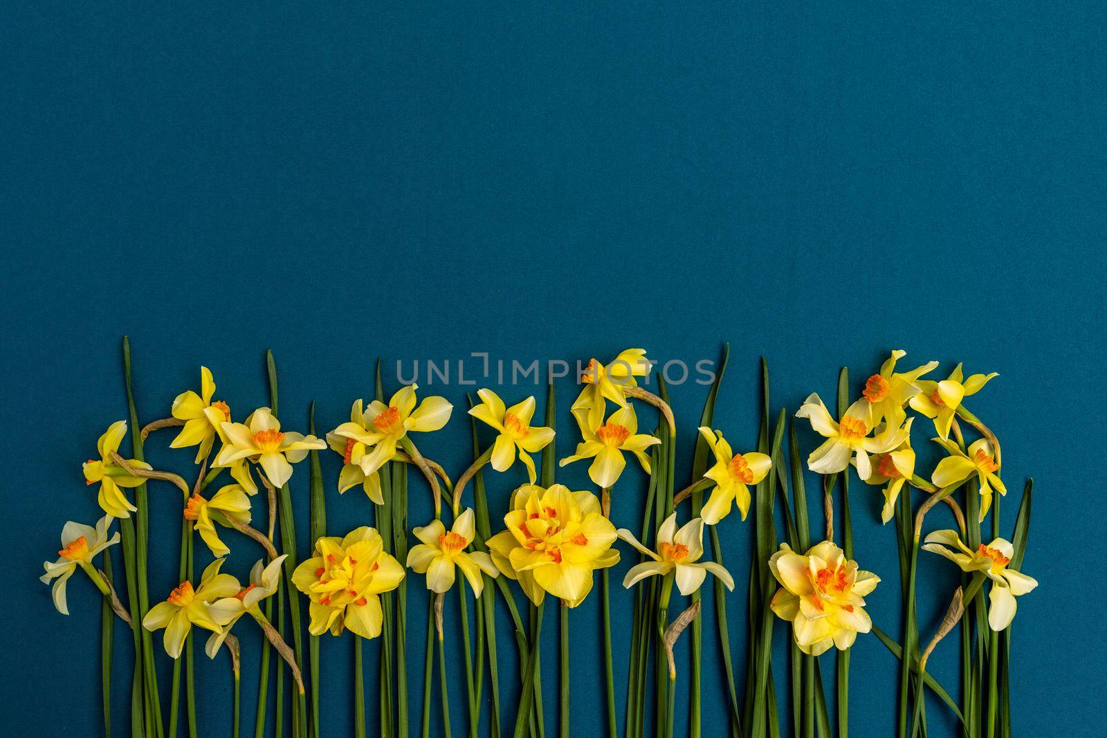 large bouquet of yellow daffodils on an indigo background. Copy space. Can be used as a card, background for screensavers, greetings