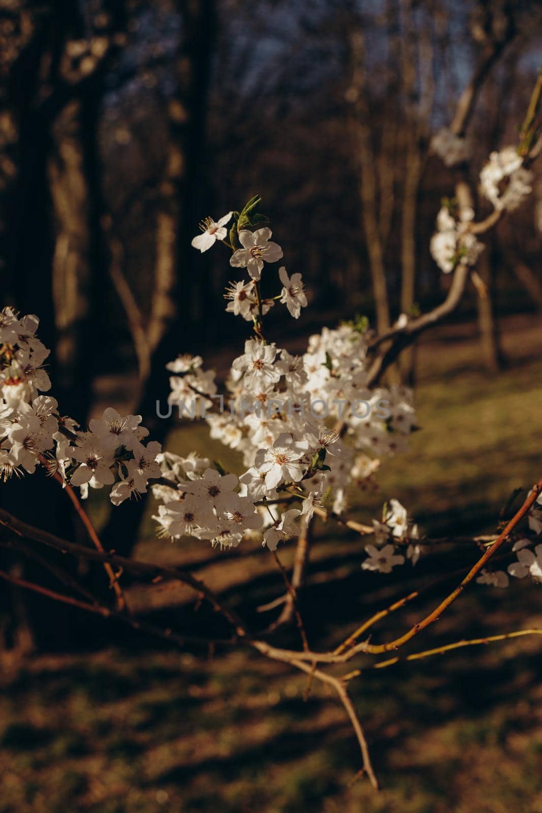 Fully flowering tree in the green field in spring and blue sky