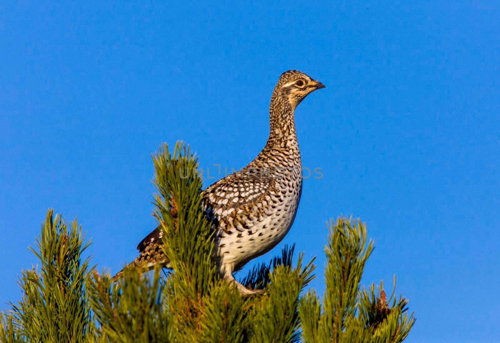 Sharp Tailed Grouse in Tree Alberta Canada
