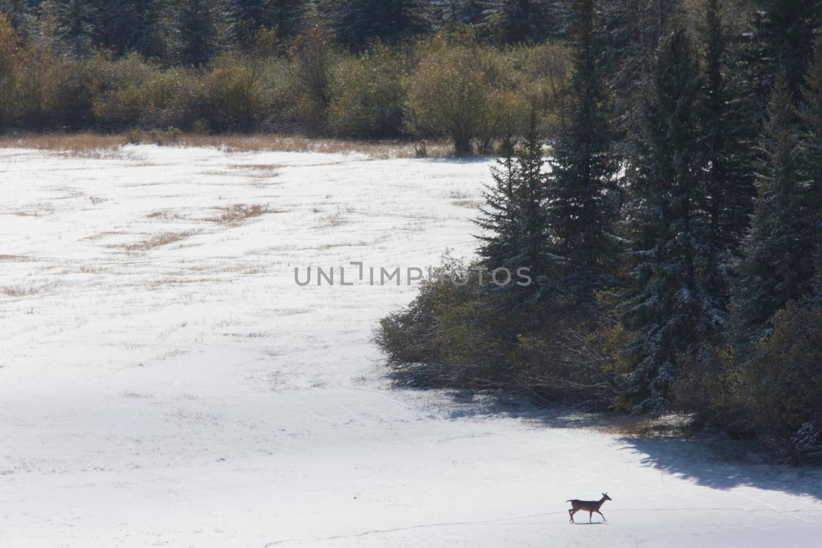 Deer in Winter by pictureguy