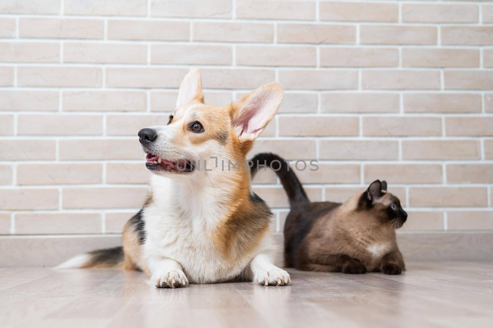 Corgi tricolor and Thai cat on the background of a brick wall