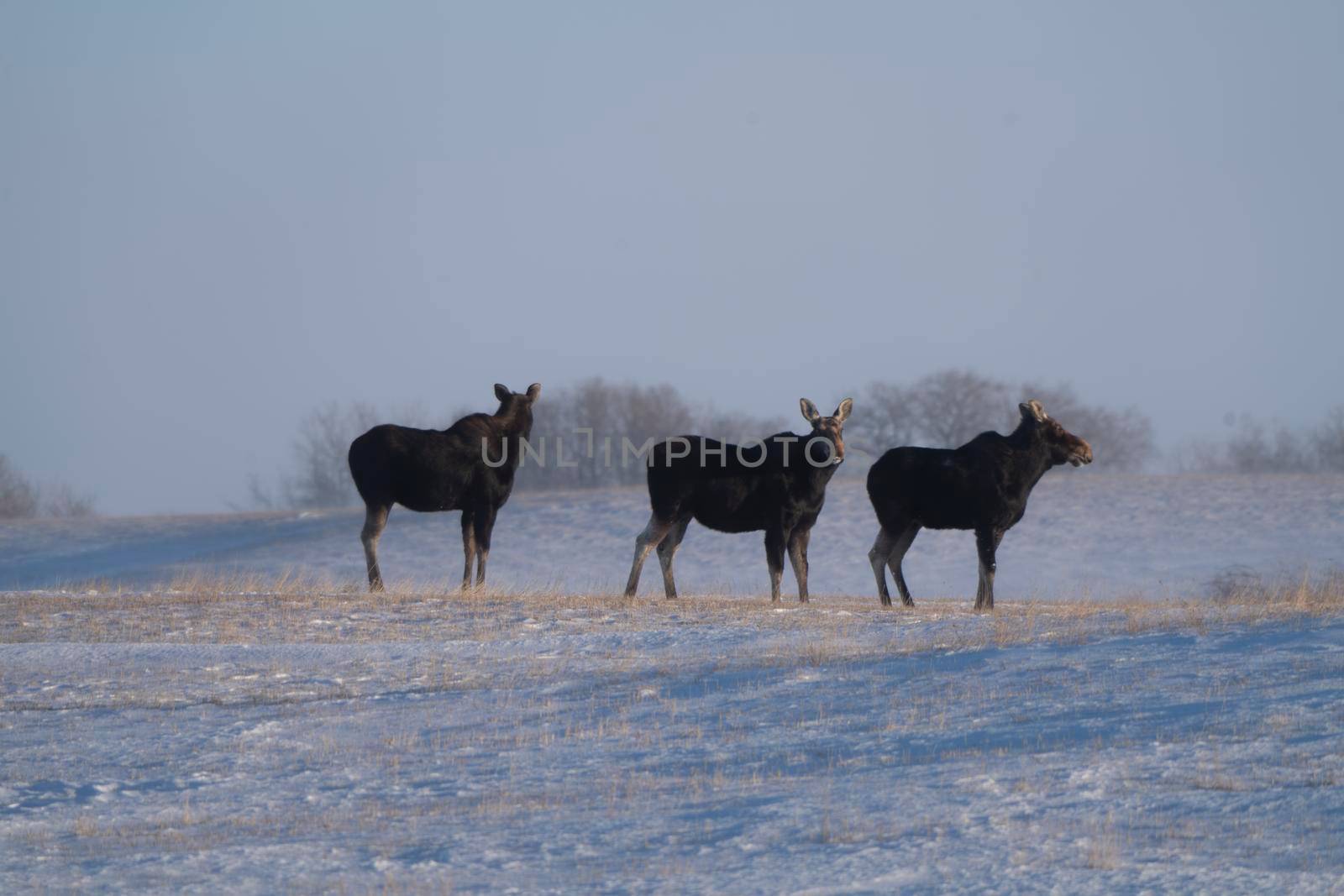 Moose in Blizzard by pictureguy