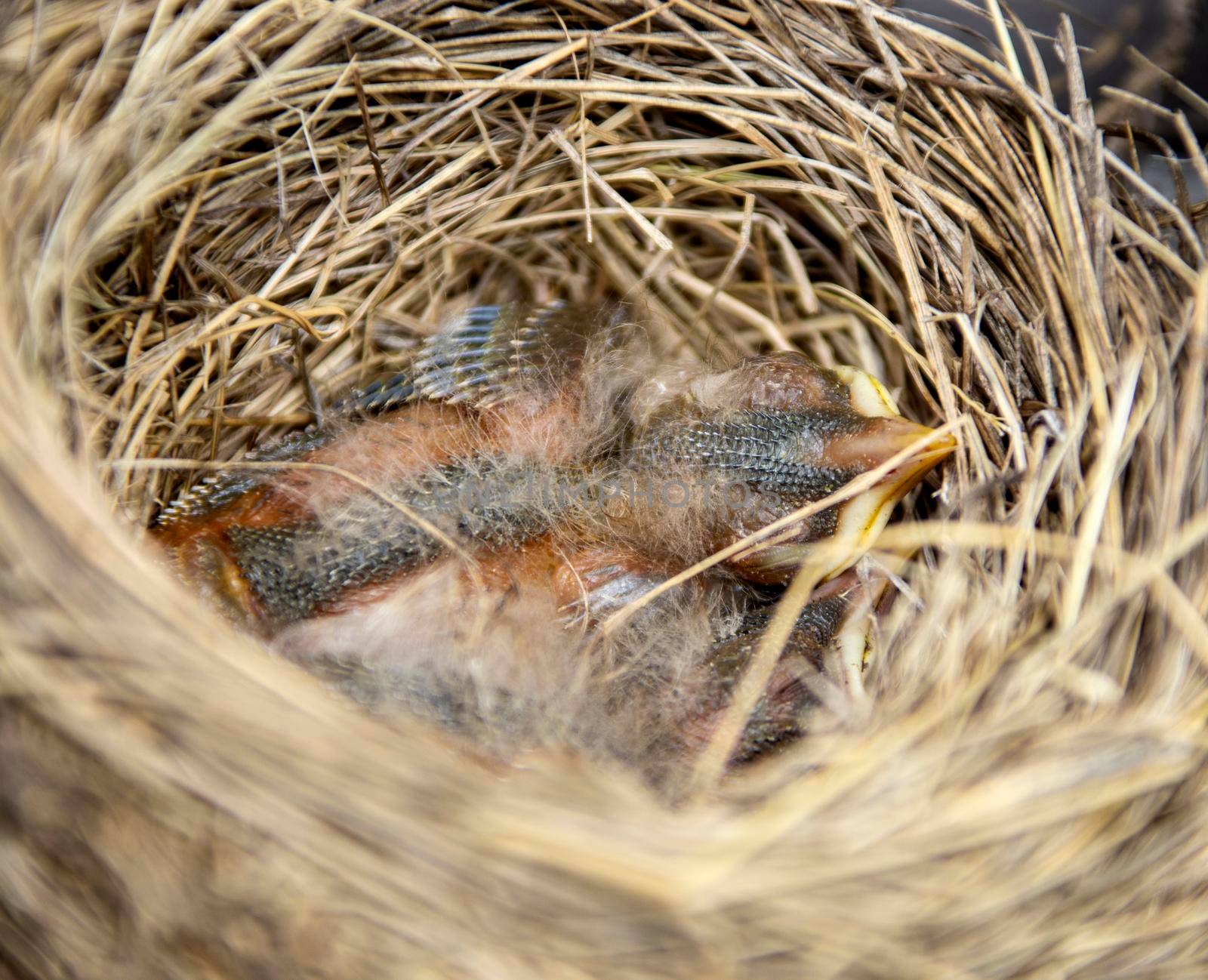 Newborn Baby Robins in nest Canada Baby