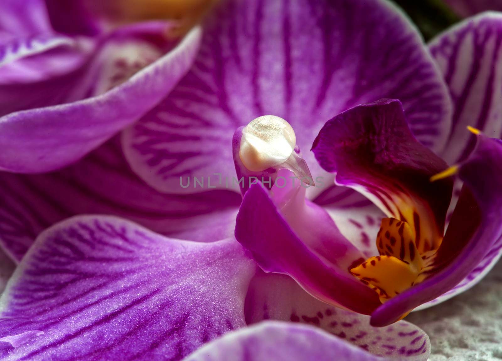 Pink Flower Iris close up Photo Lighting
