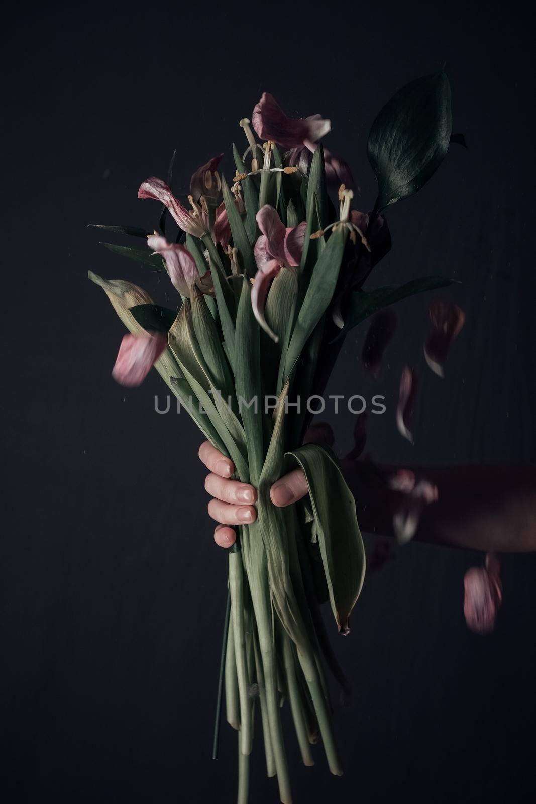 male hands holding a sluggish flower. grey background. Leaves in hands.