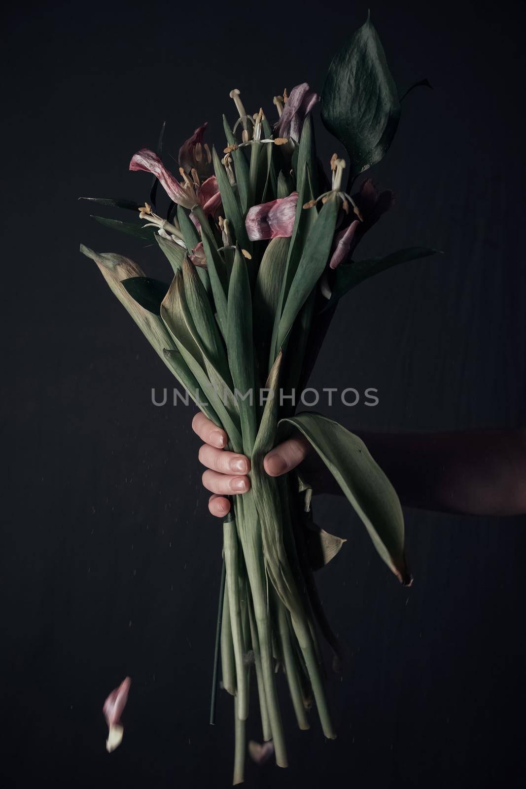 male hands holding a sluggish flower. grey background. Leaves in hands.