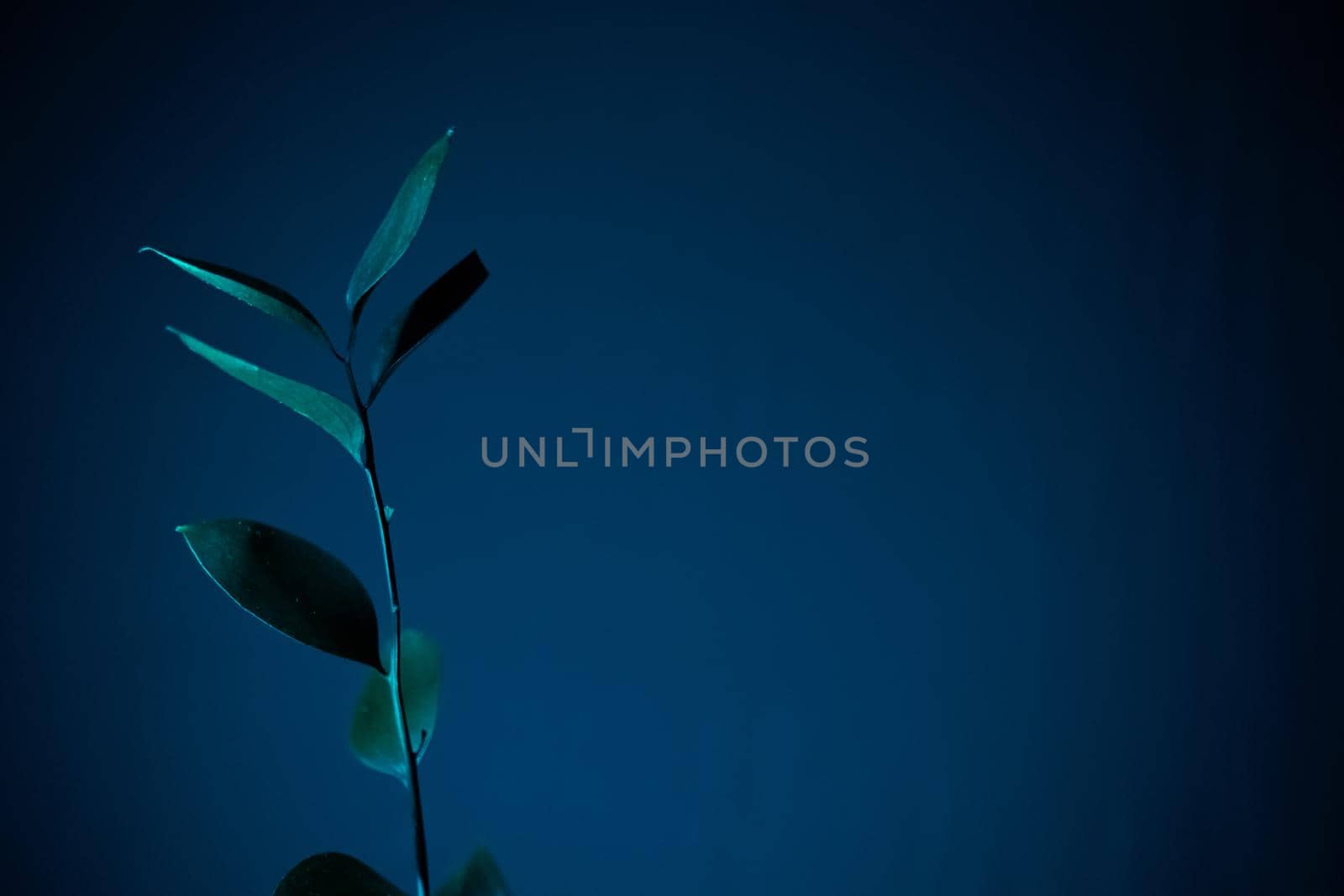 Glamor blue tropical leaves and shadow on dark blue background, art deco style, selective focus.