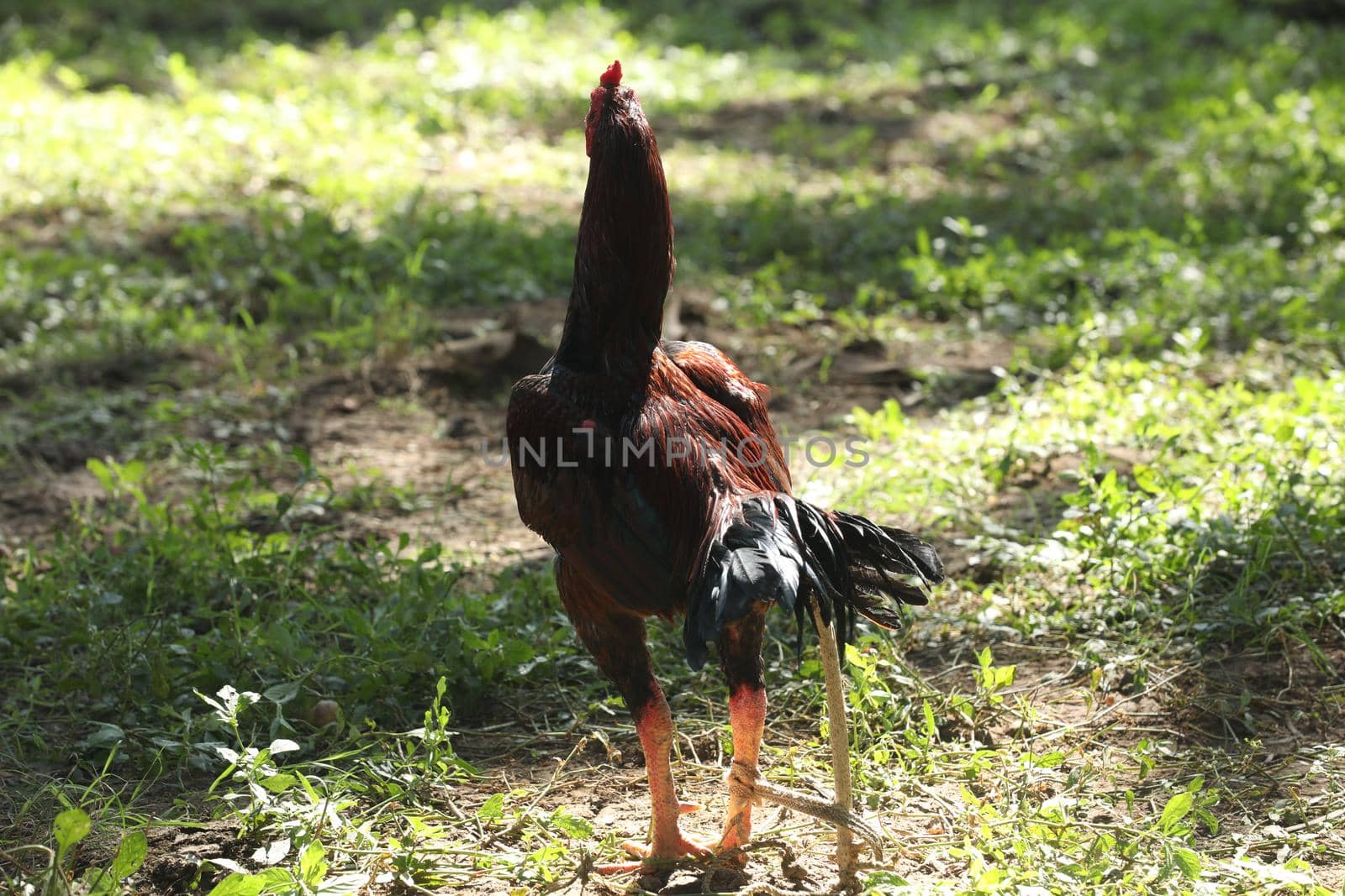 Indian Rooster by rajastills