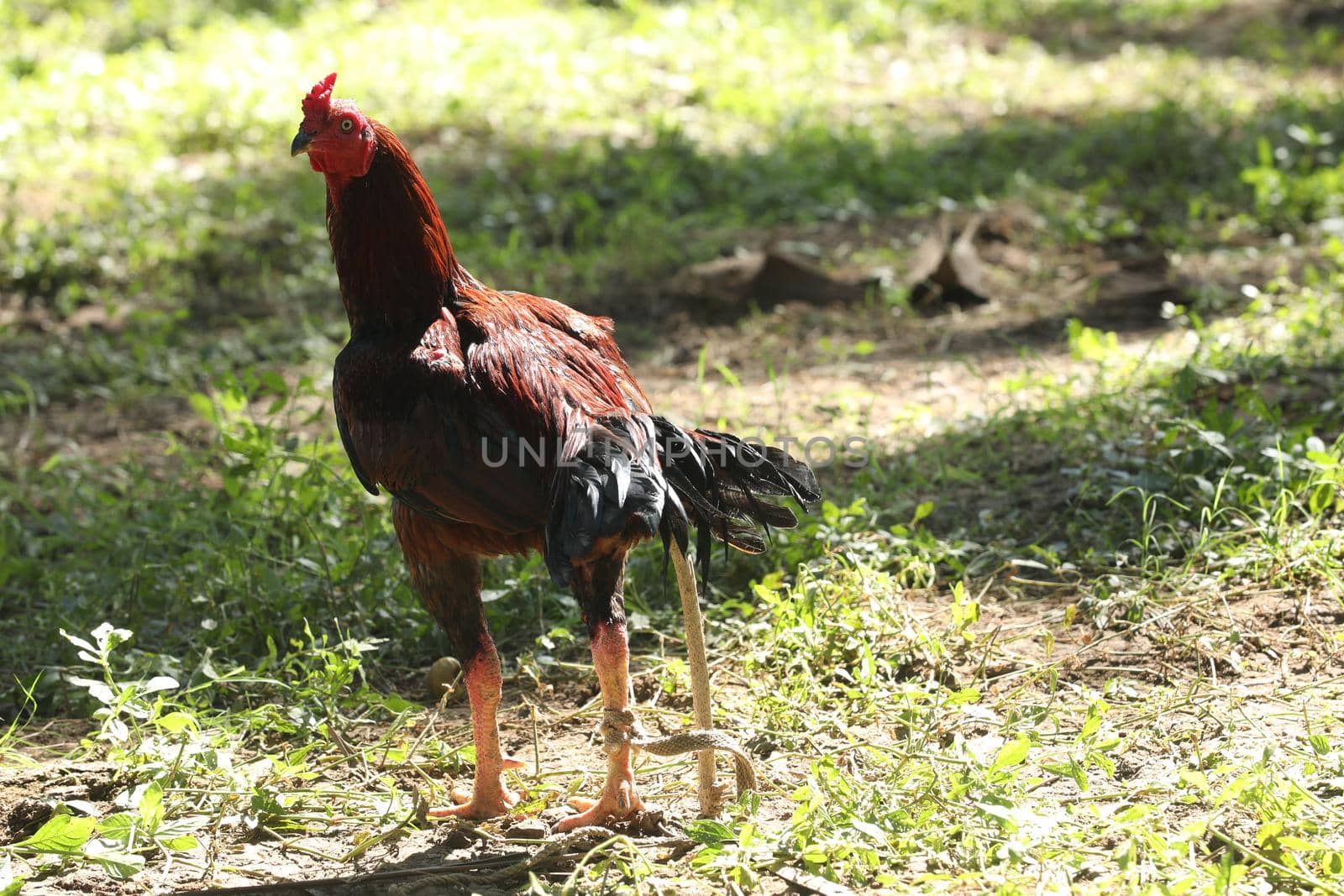 Indian Rooster by rajastills
