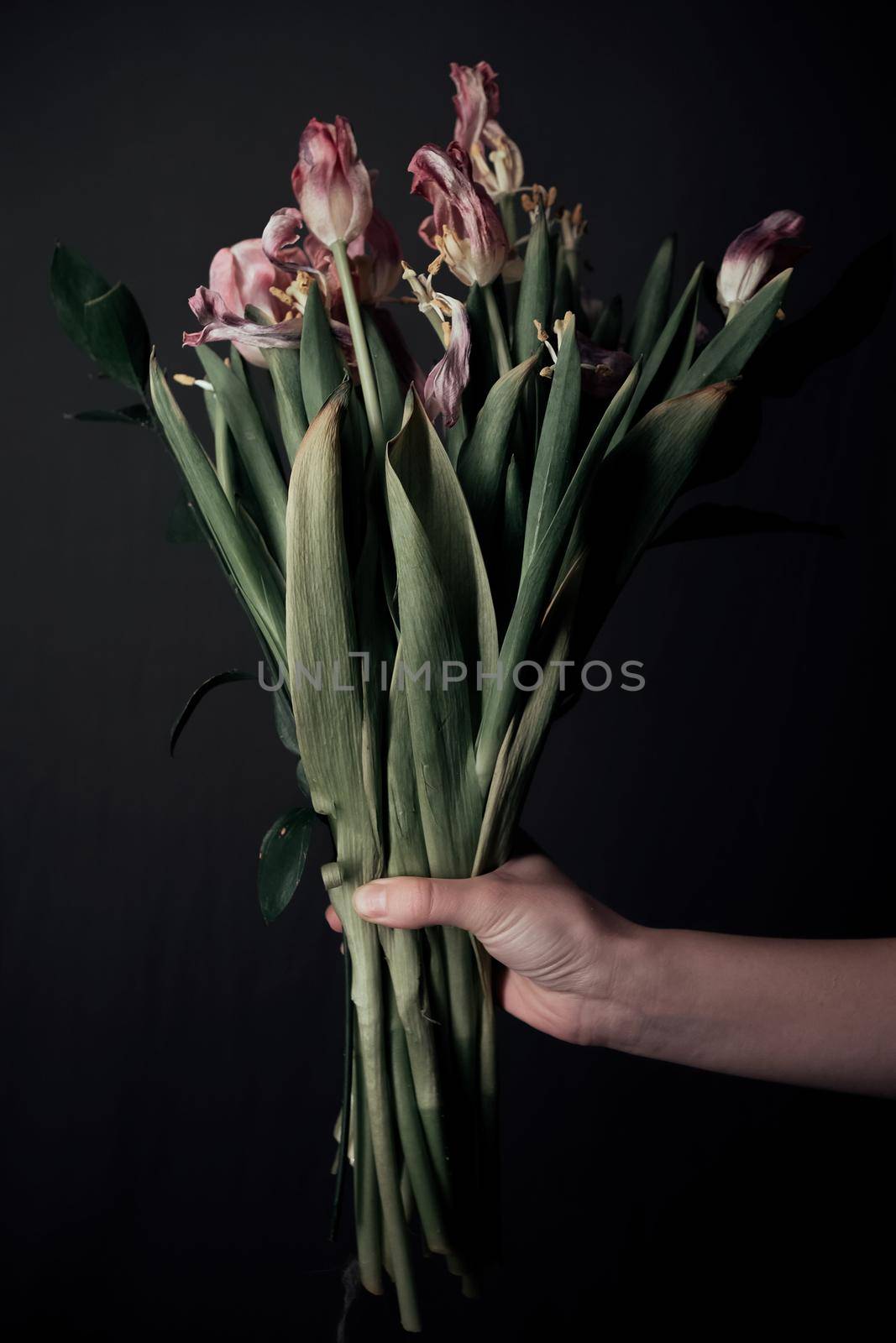 Female hands holding a sluggish flower. grey background. Leaves in hands.