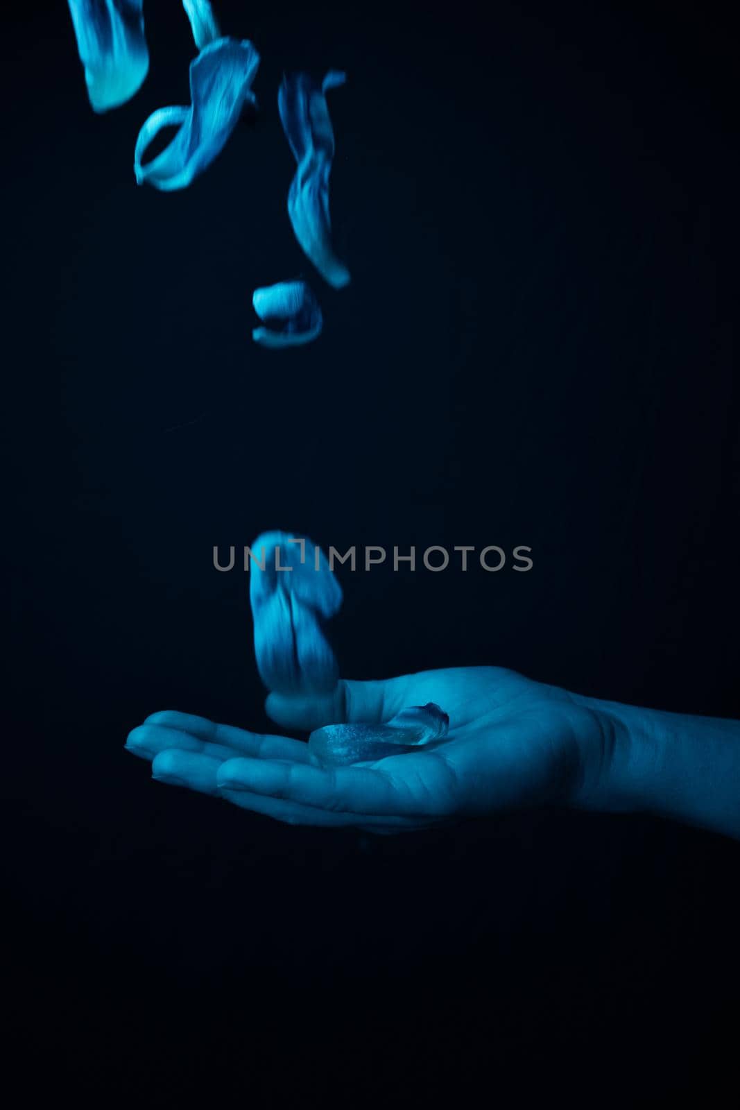 hand on a black background catches falling tulip petals