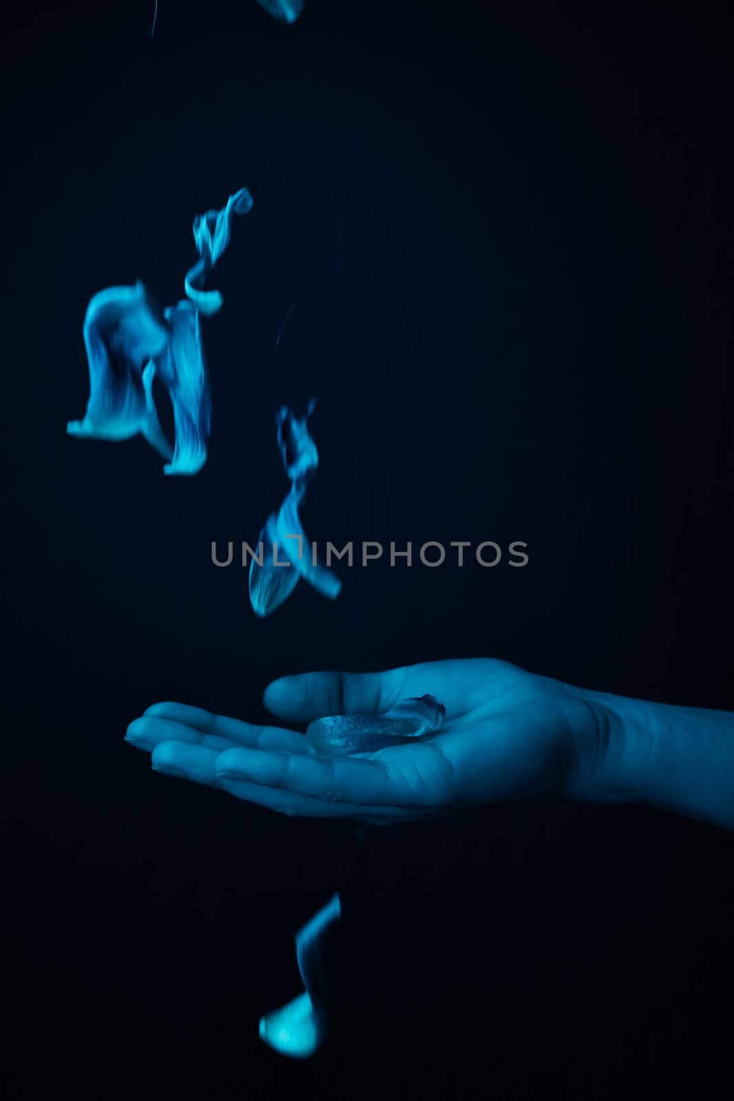 hand on a black background catches falling tulip petals